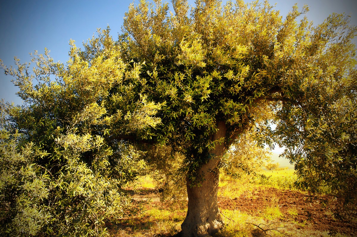Image of Papermoon Fototapete »Baum«, Vliestapete, hochwertiger Digitaldruck, inklusive Kleister bei Ackermann Versand Schweiz