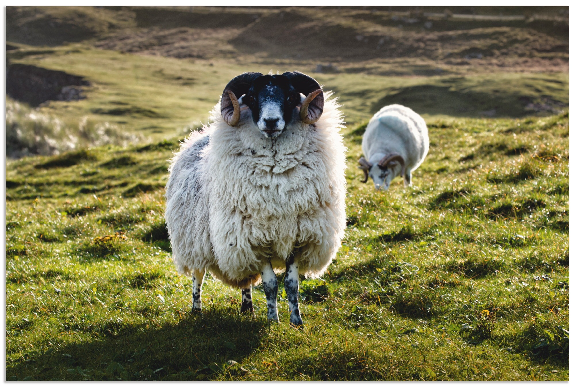 Image of Artland Wandbild »Schaf«, Haustiere, (1 St.), in vielen Grössen & Produktarten - Alubild / Outdoorbild für den Aussenbereich, Leinwandbild, Poster, Wandaufkleber / Wandtattoo auch für Badezimmer geeignet bei Ackermann Versand Schweiz