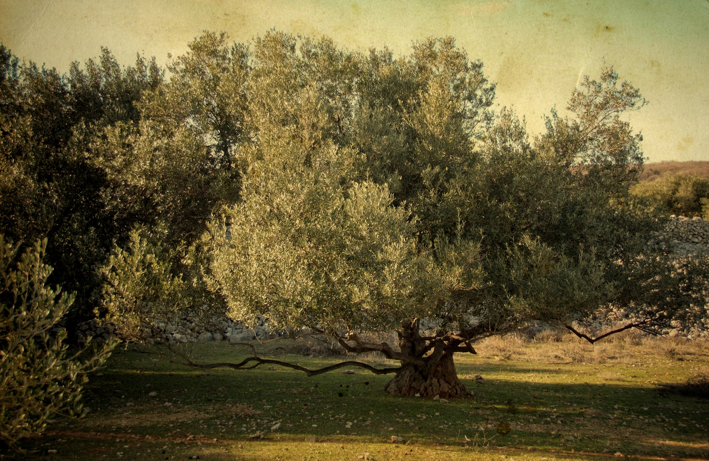 Papermoon Fototapete »BÄUME-NATUR LANDSCHAFT WALD BAUM PFLANZEN WANDBILD XXL«