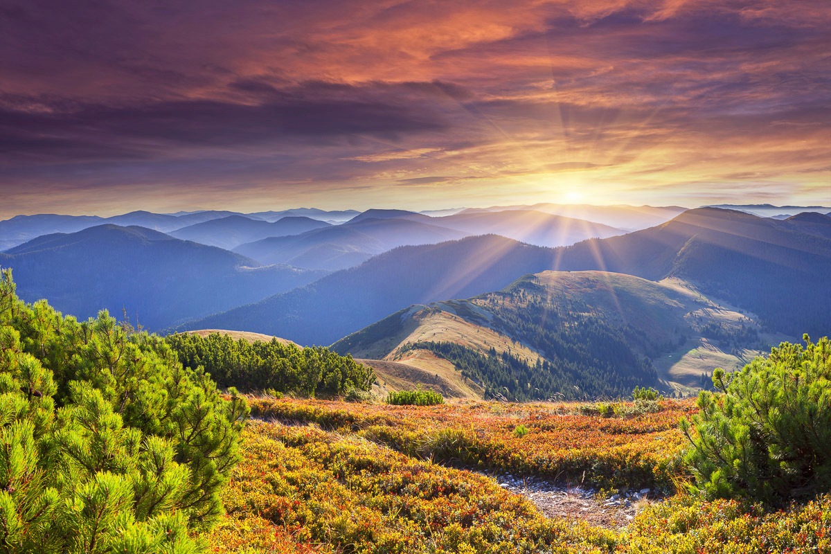 Image of Papermoon Fototapete »Blütenbaum«, Vliestapete, hochwertiger Digitaldruck, inklusive Kleister bei Ackermann Versand Schweiz