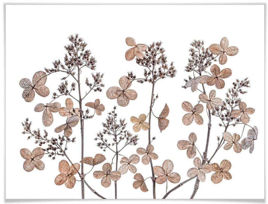 Image of Wall-Art Poster »Getrocknete Blumen«, Blumen, (1 St.) bei Ackermann Versand Schweiz