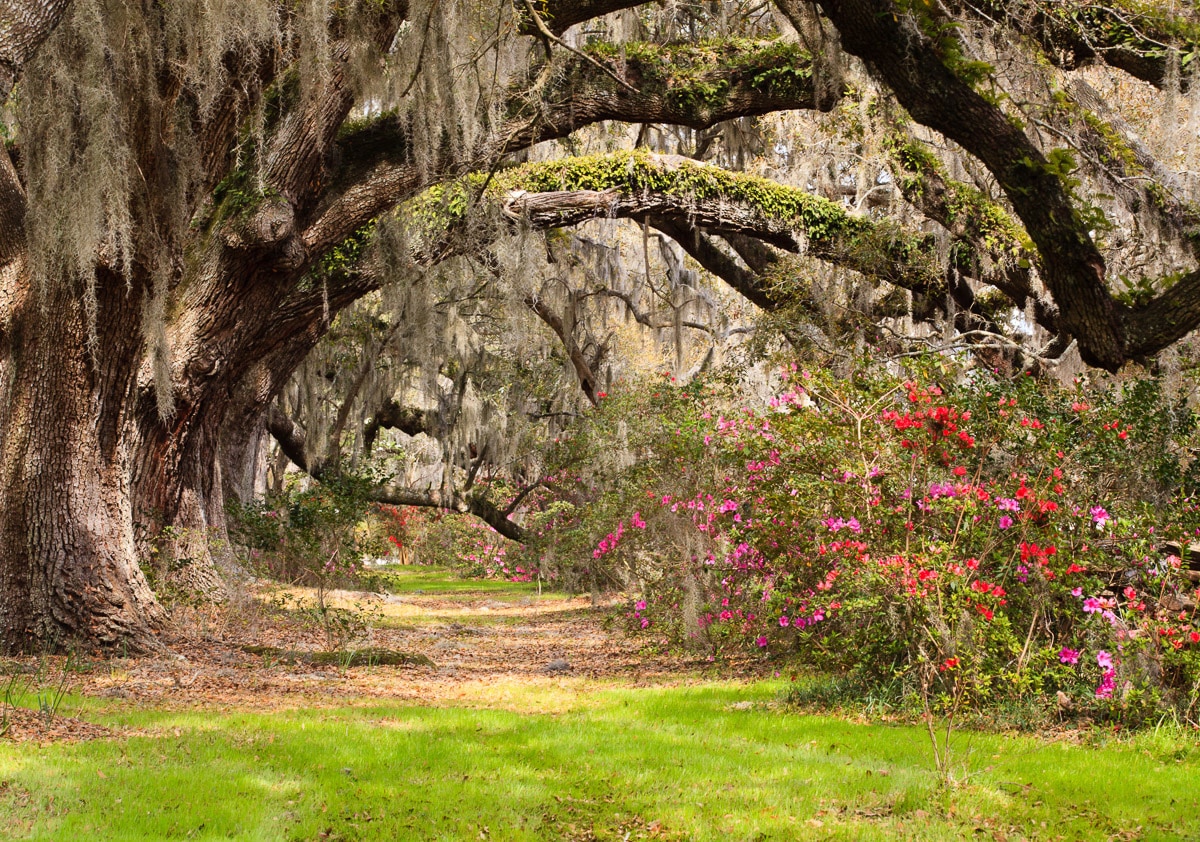 Image of Papermoon Fototapete "Live Oak Tunnel"