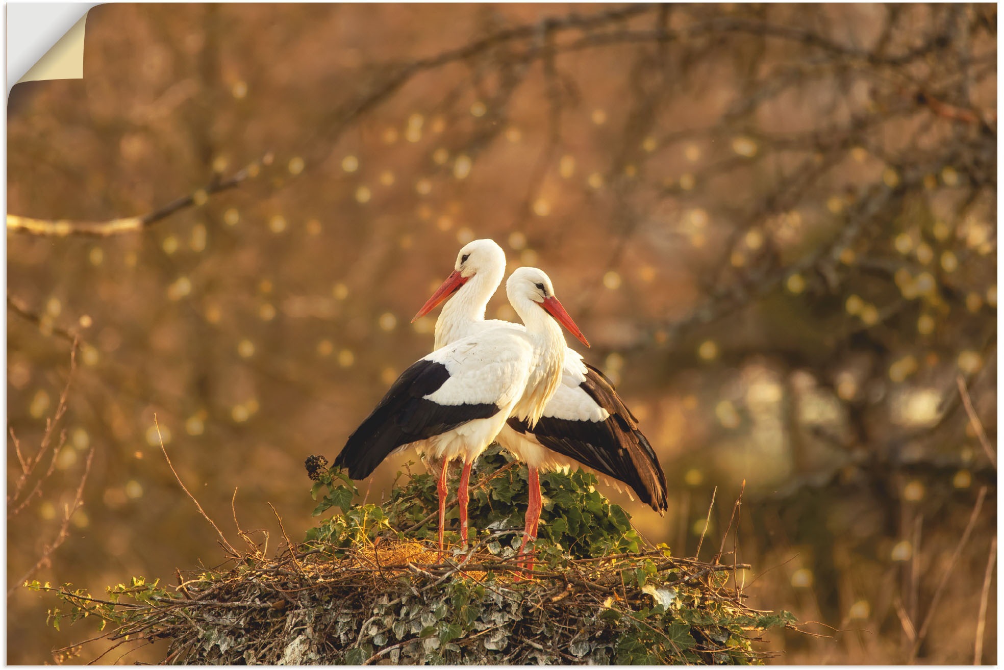 Image of Artland Wandbild »Storchenpaar«, Vogelbilder, (1 St.), in vielen Grössen & Produktarten - Alubild / Outdoorbild für den Aussenbereich, Leinwandbild, Poster, Wandaufkleber / Wandtattoo auch für Badezimmer geeignet bei Ackermann Versand Schweiz