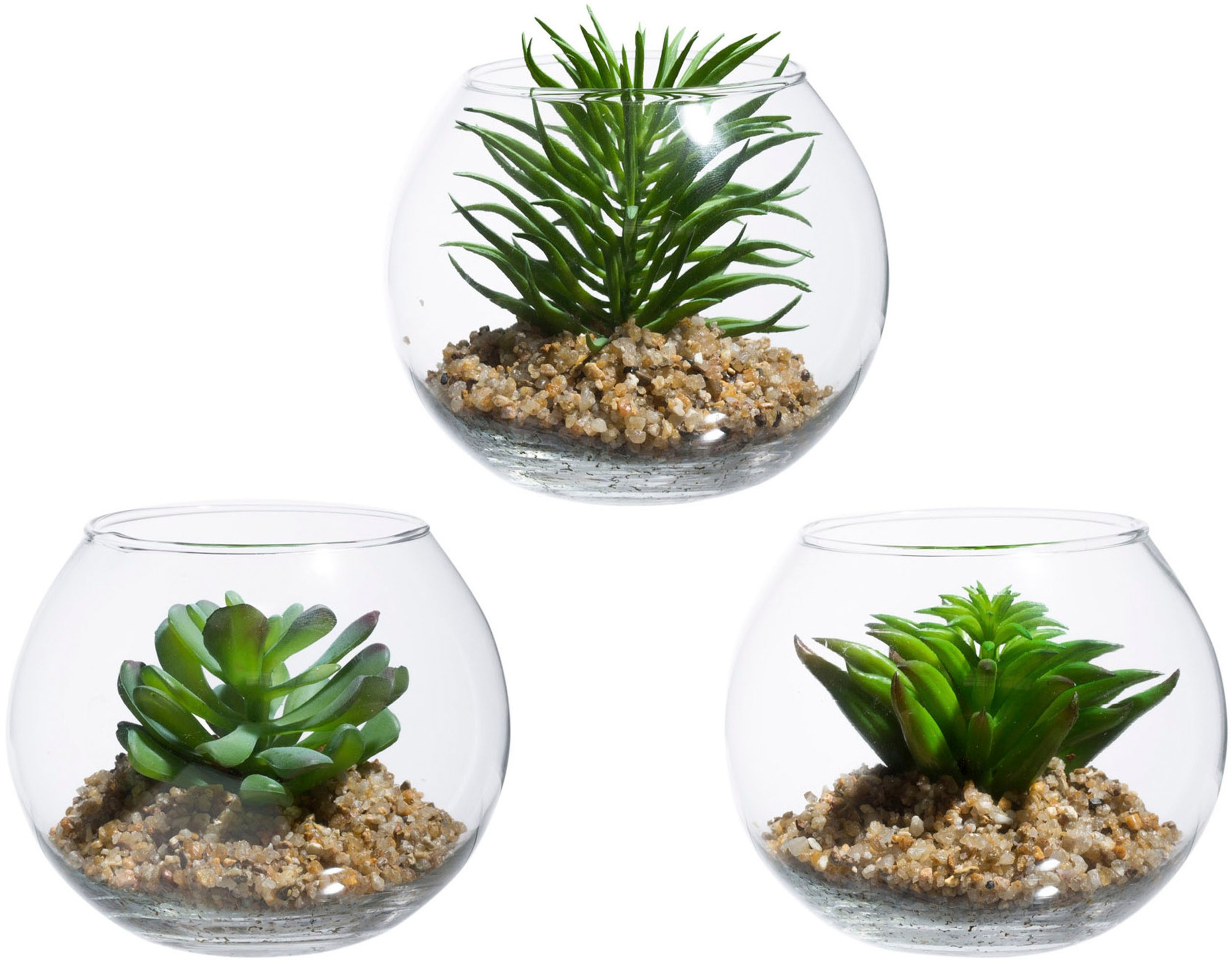 Image of Creativ green Kunstpflanze »Sukkulenten«, (3 St.), im Set, im Glasgefäss bei Ackermann Versand Schweiz