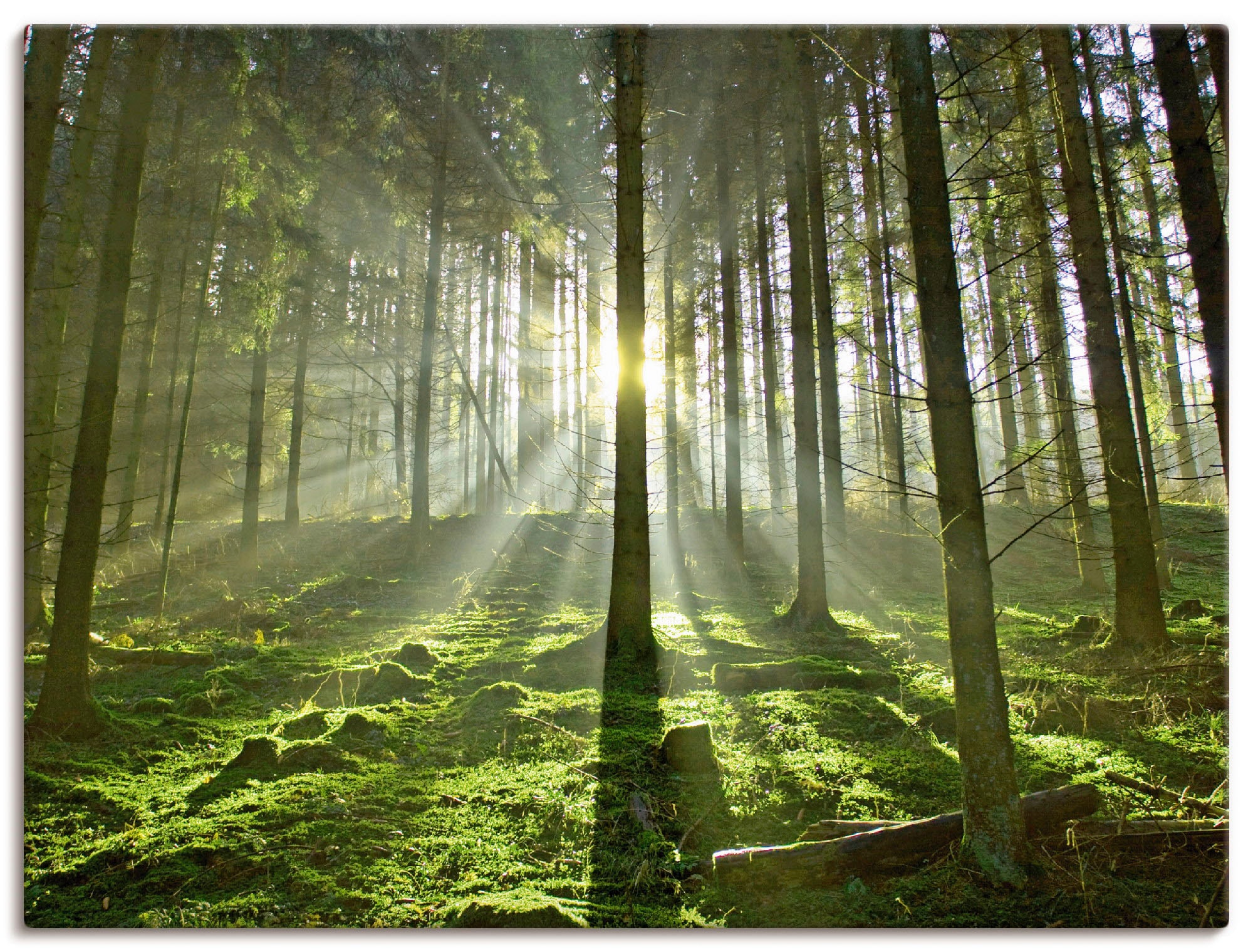 Image of Artland Wandbild "Wald im Gegenlicht" Wald 1 Stk. tlg. als Leinwandbild, Poster in verschied. Grössen