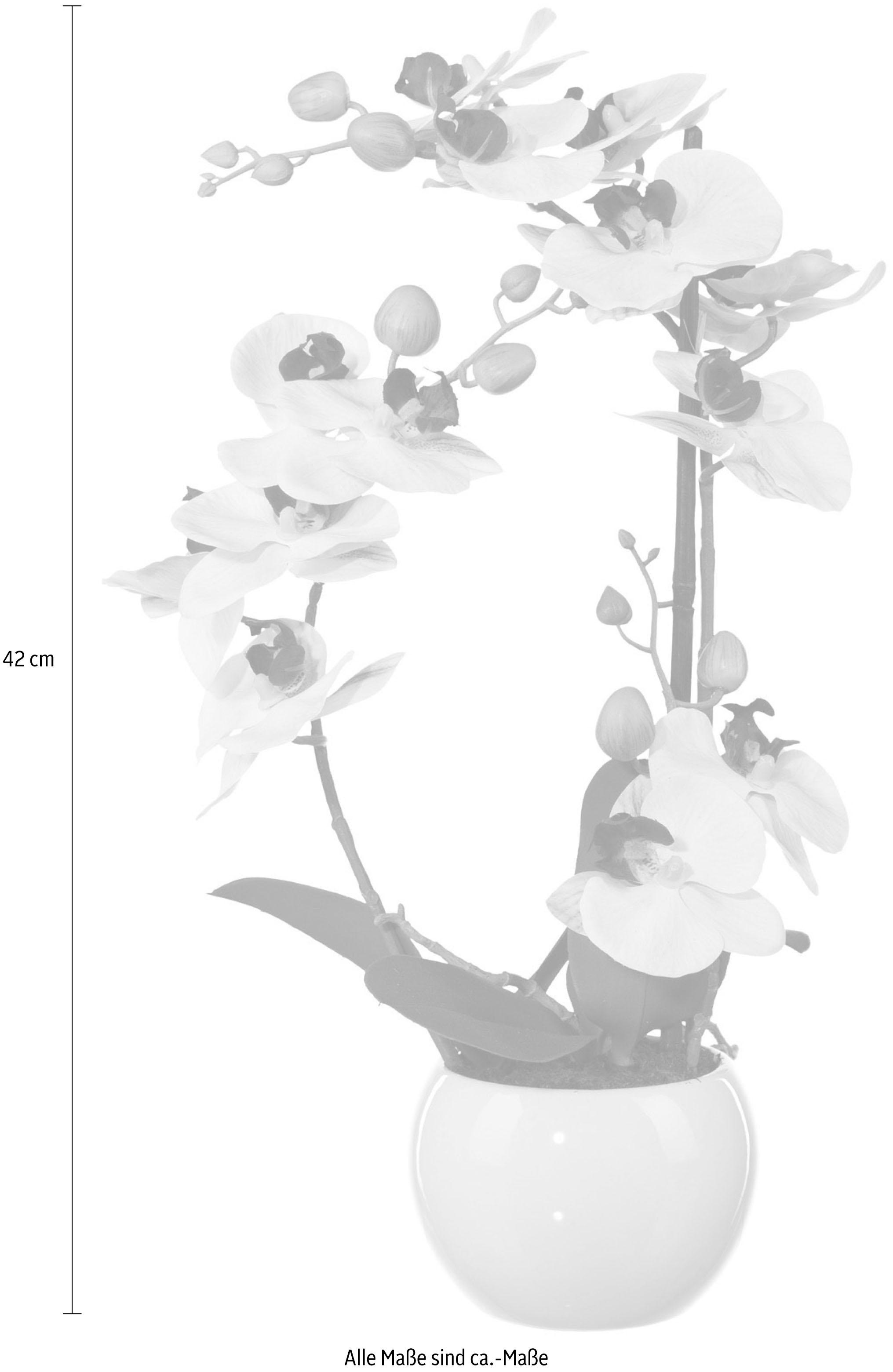 Creativ green Plante artificielle »Phalaenopsis«
