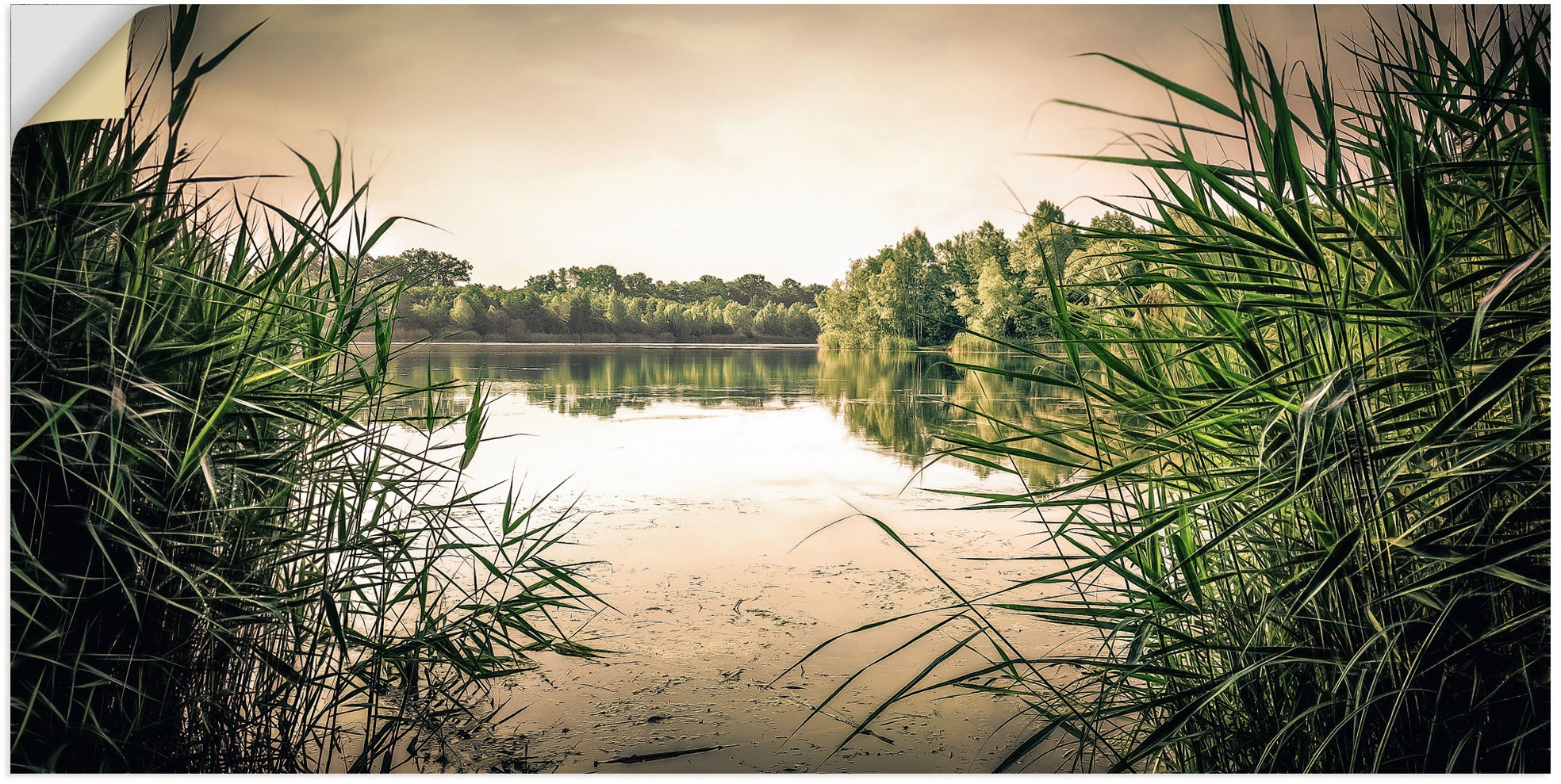 Image of Artland Wandbild »gruenes Schilf am See«, Seebilder, (1 St.), in vielen Grössen & Produktarten - Alubild / Outdoorbild für den Aussenbereich, Leinwandbild, Poster, Wandaufkleber / Wandtattoo auch für Badezimmer geeignet bei Ackermann Versand Schweiz