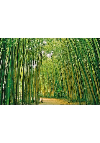 Fototapete »Bamboo Forest«