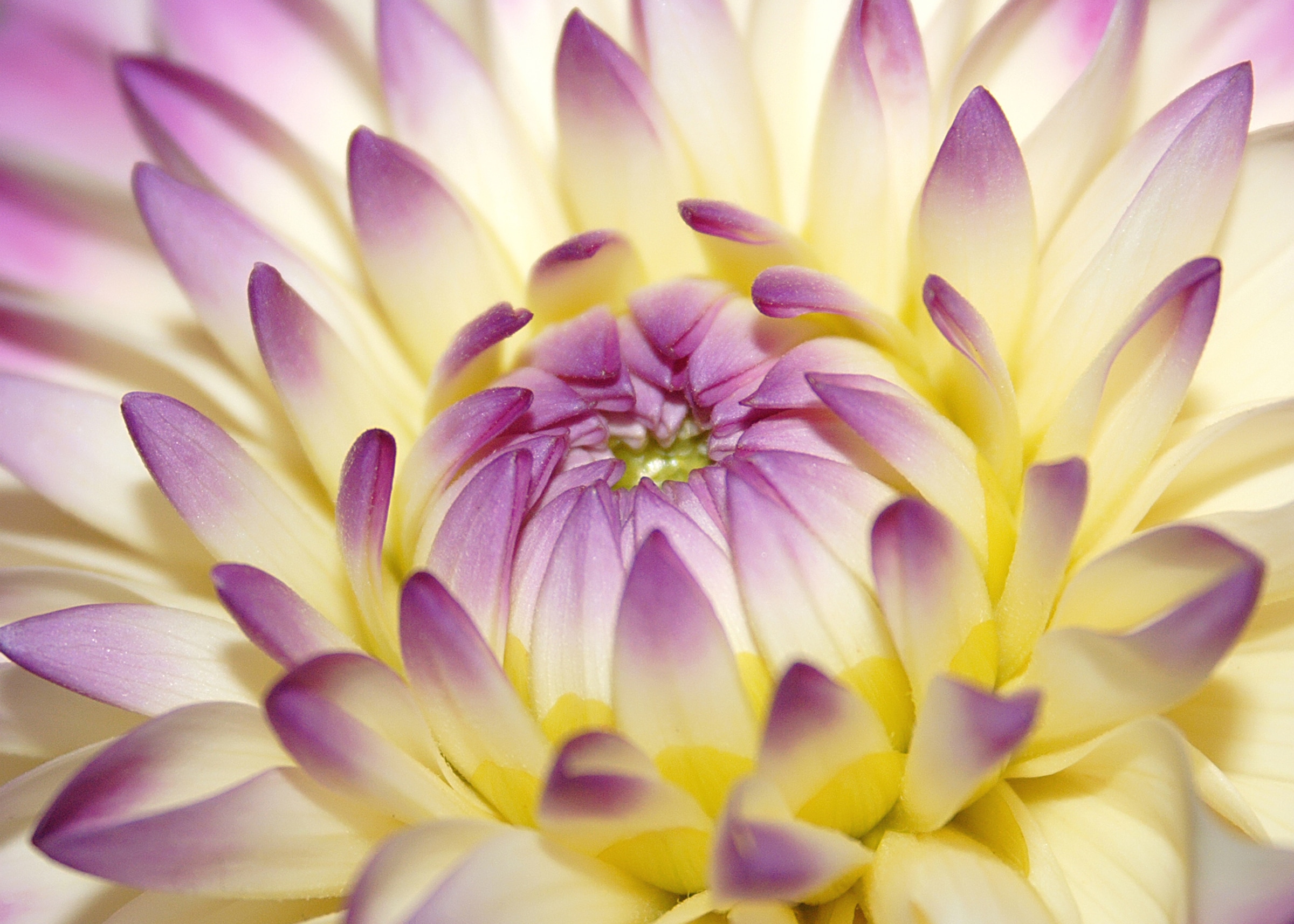 Papermoon Fototapete »Macro Pink Flower« glatt