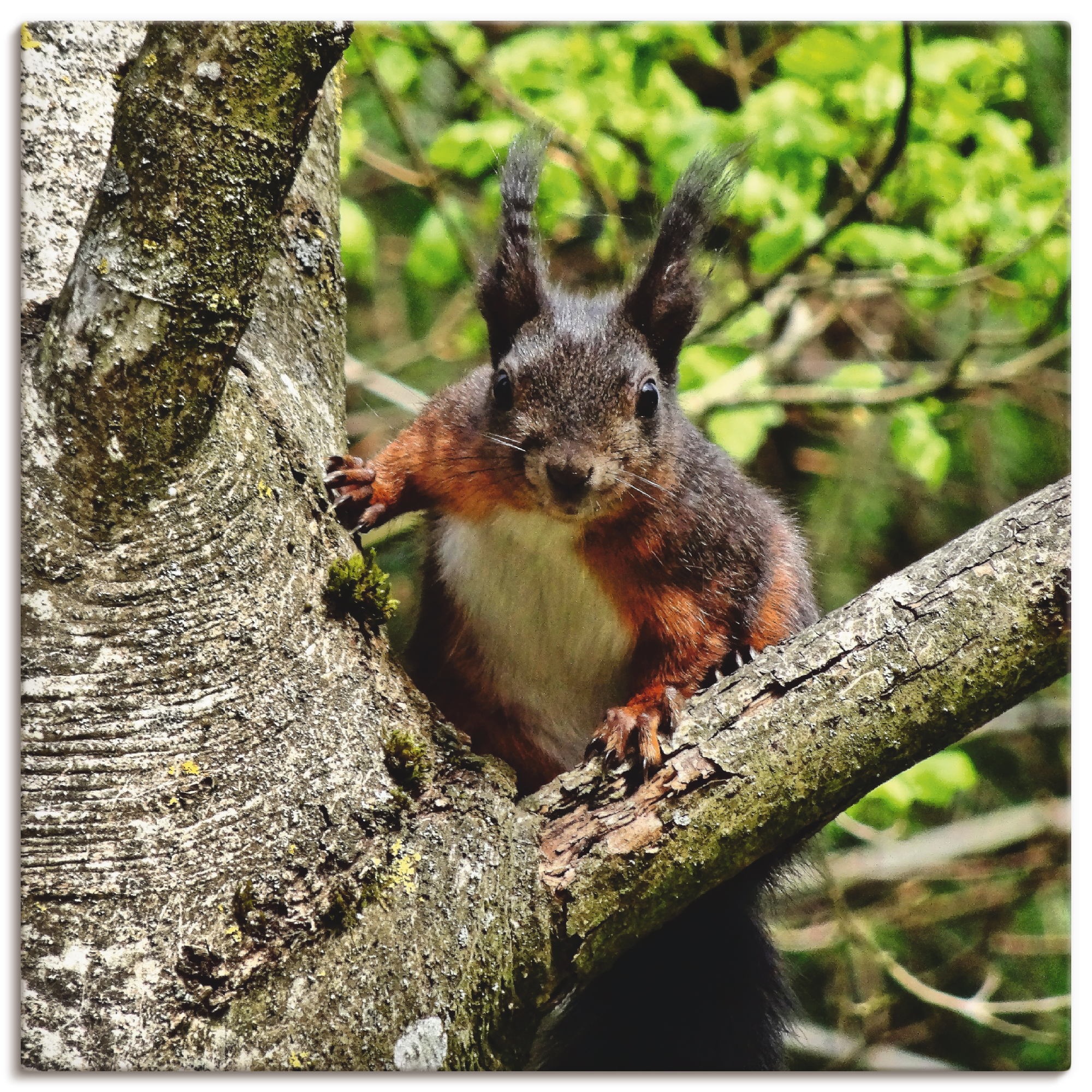 Image of Artland Wandbild »Eichhörnchen Blick«, Wildtiere, (1 St.), in vielen Grössen & Produktarten - Alubild / Outdoorbild für den Aussenbereich, Leinwandbild, Poster, Wandaufkleber / Wandtattoo auch für Badezimmer geeignet bei Ackermann Versand Schweiz
