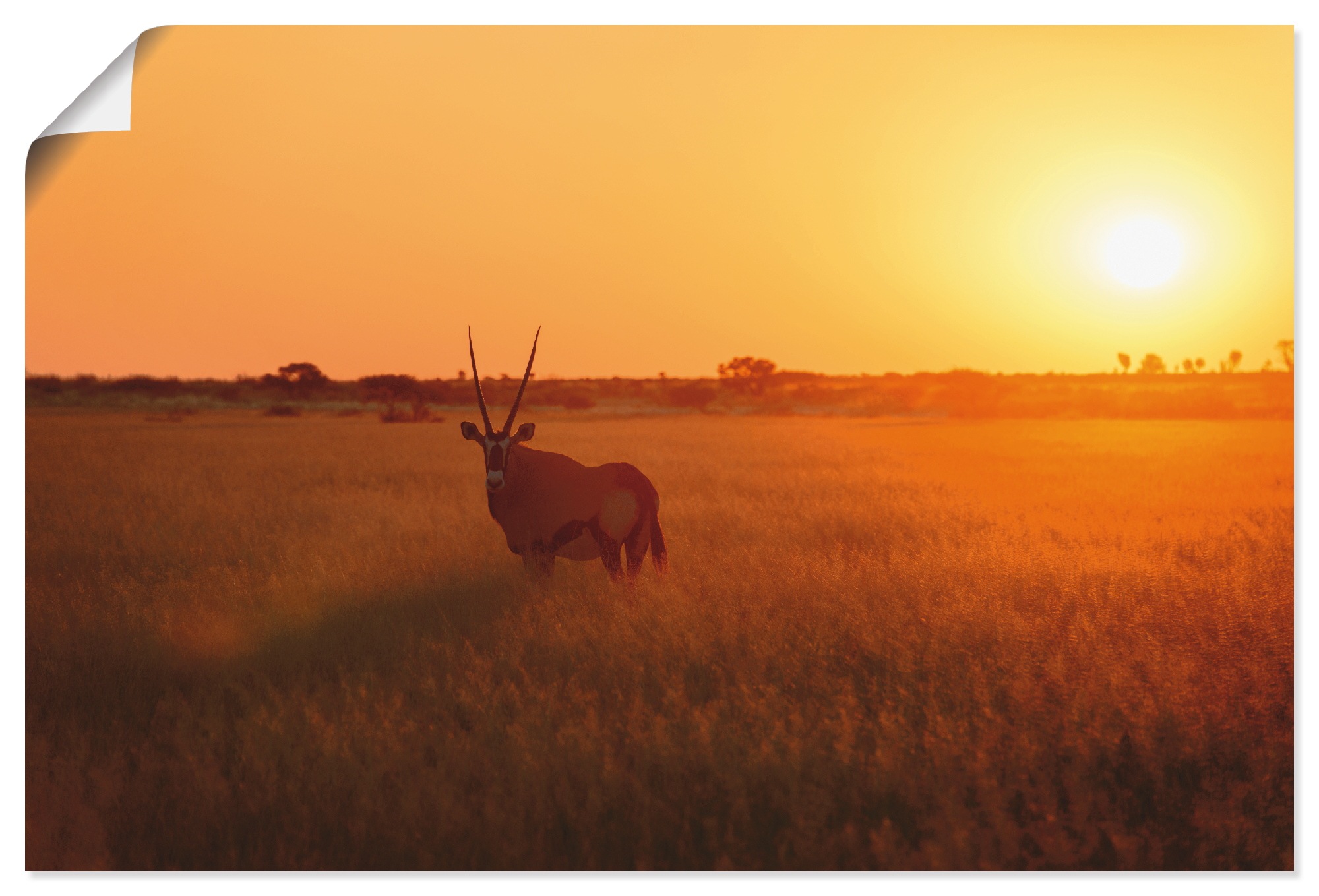 Image of Artland Wandbild »Oryxantilope im Sonnenaufgang«, Wildtiere, (1 St.), in vielen Grössen & Produktarten - Alubild / Outdoorbild für den Aussenbereich, Leinwandbild, Poster, Wandaufkleber / Wandtattoo auch für Badezimmer geeignet bei Ackermann Versand Schwe