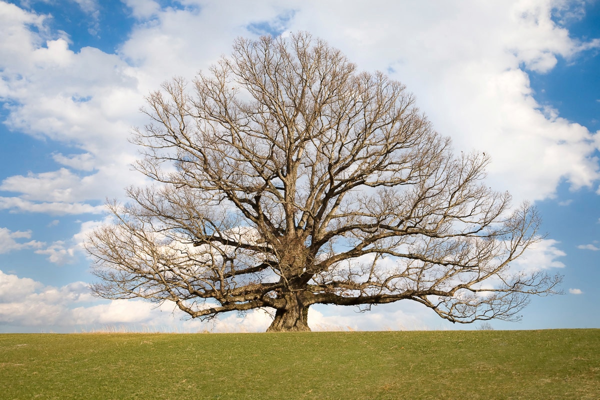 Image of Papermoon "Baum in Landschaft"