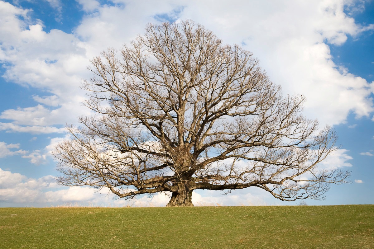 Image of Papermoon Fototapete "Baum in Landschaft"