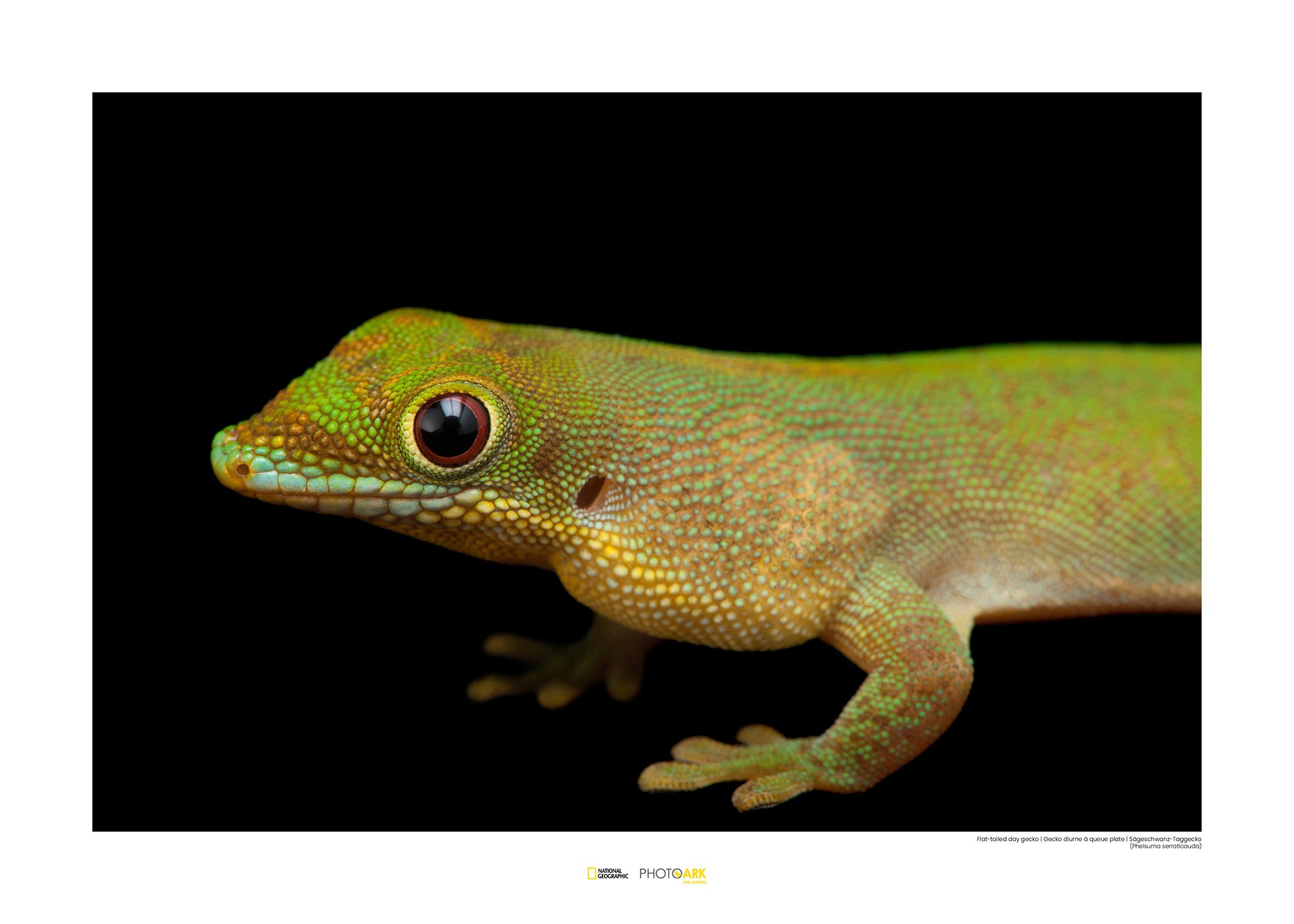 Image of Komar Poster »Flat-tailed Day Gecko«, Tiere, Höhe: 30cm bei Ackermann Versand Schweiz