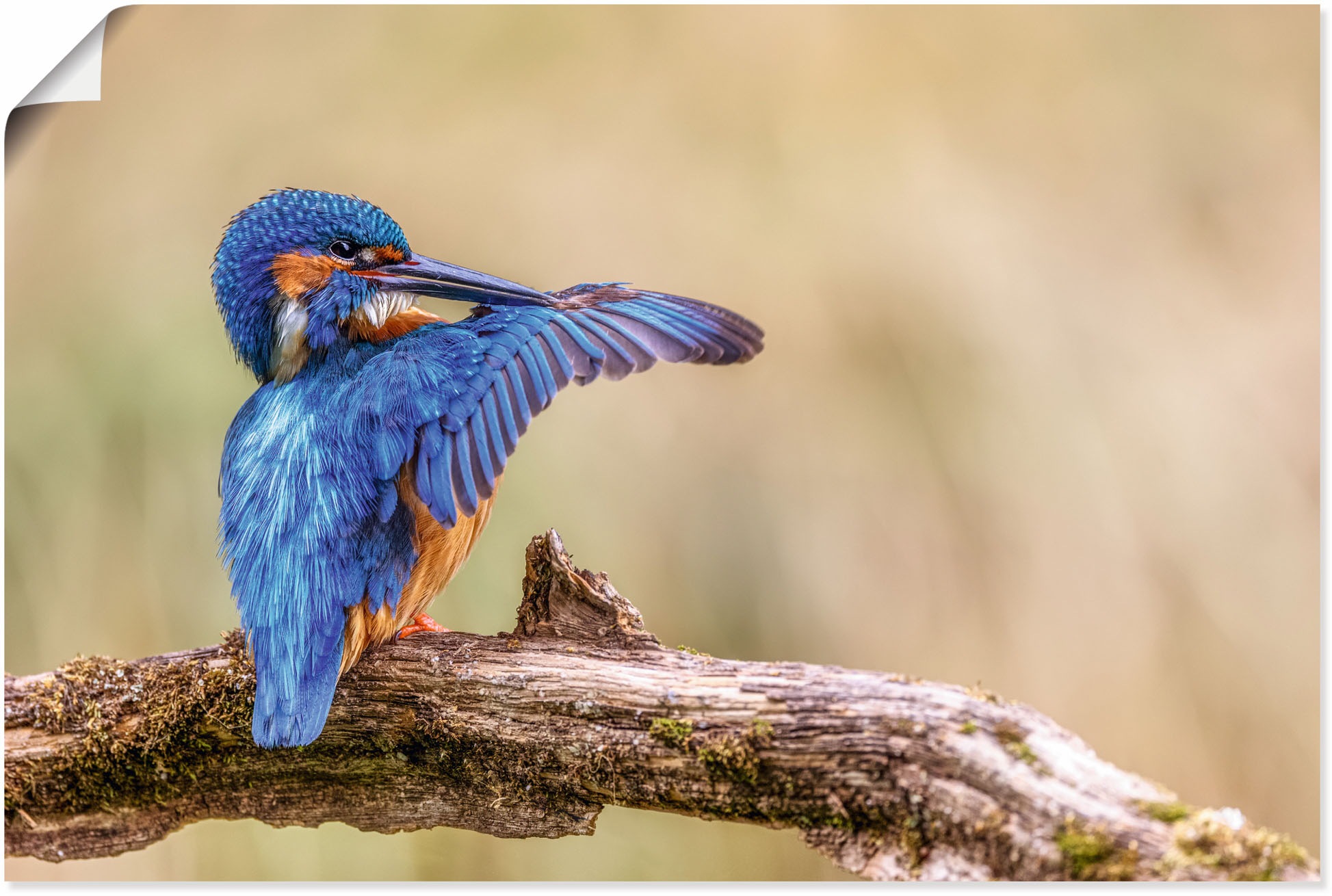 Image of Artland Wandbild »Eisvogel«, Vogelbilder, (1 St.), in vielen Grössen & Produktarten - Alubild / Outdoorbild für den Aussenbereich, Leinwandbild, Poster, Wandaufkleber / Wandtattoo auch für Badezimmer geeignet bei Ackermann Versand Schweiz