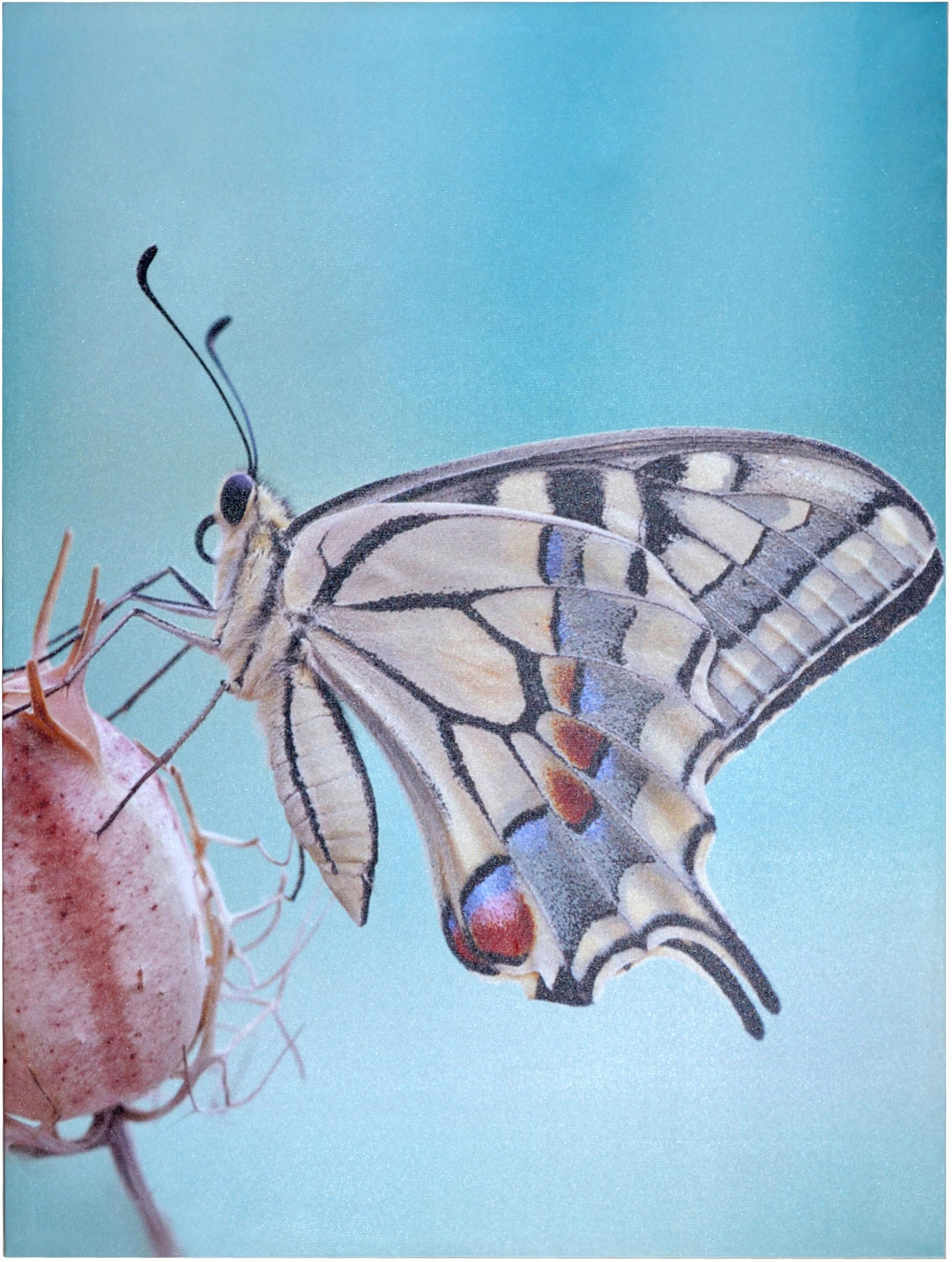 Image of HOFMANN LIVING AND MORE LED-Bild »Schmetterling«, 60/80 cm bei Ackermann Versand Schweiz