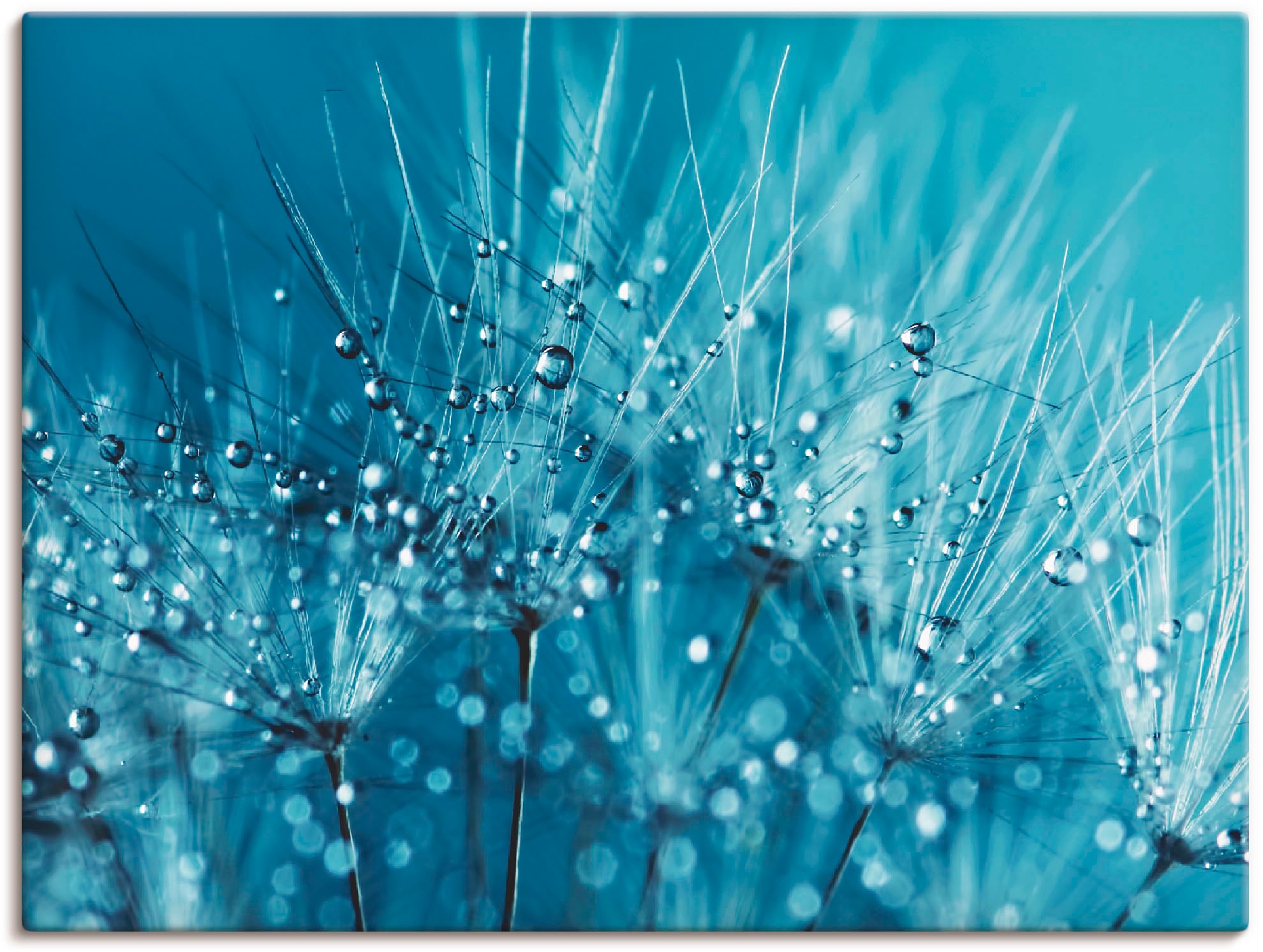 Image of Artland Wandbild »Blaue glitzernde Pusteblume«, Blumen, (1 St.), in vielen Grössen & Produktarten -Leinwandbild, Poster, Wandaufkleber / Wandtattoo auch für Badezimmer geeignet bei Ackermann Versand Schweiz