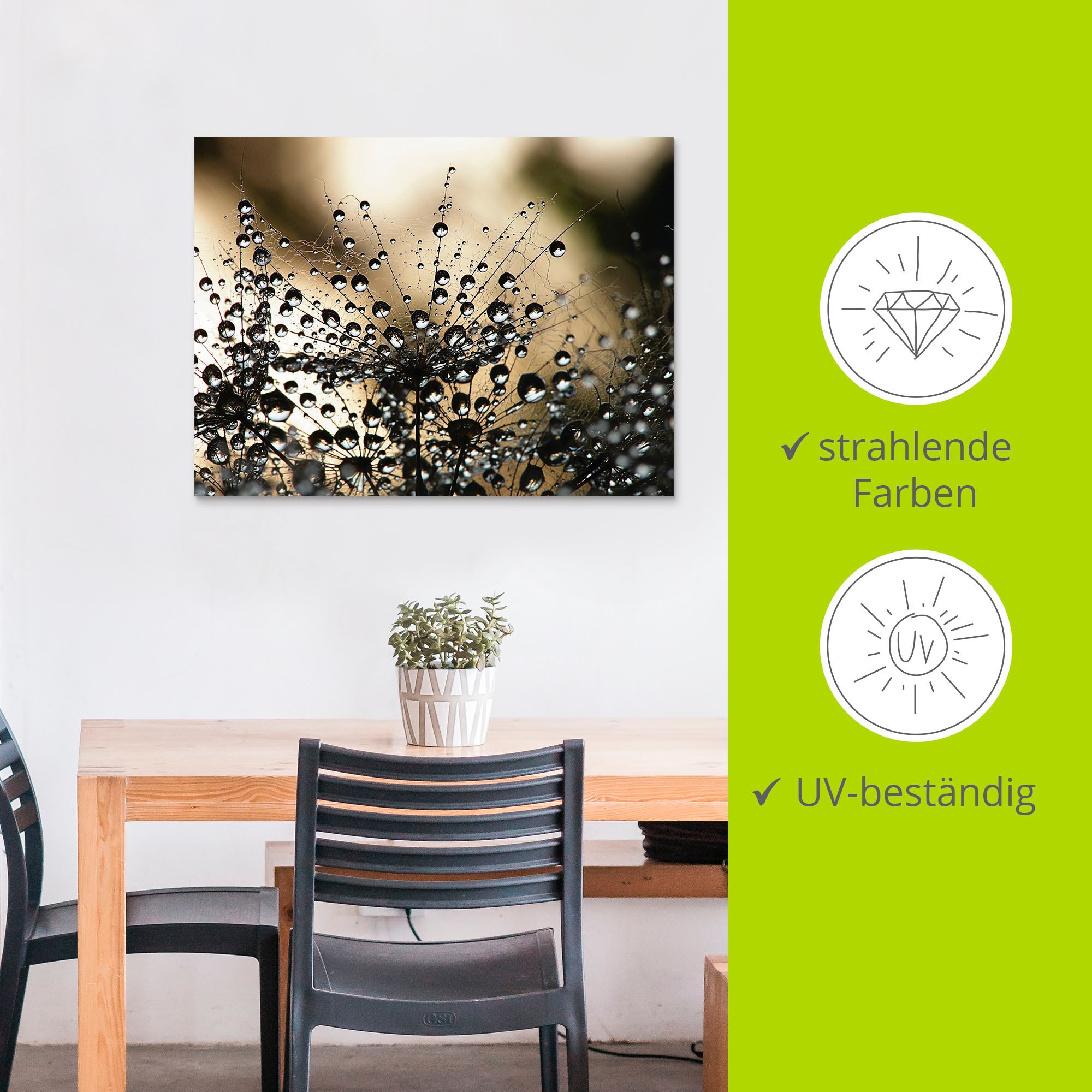 Artland Fresque murale »Nasser Löwenzahn« 1 cuis tlg. als Alubild, Leinwandbild in verschied. Grössen