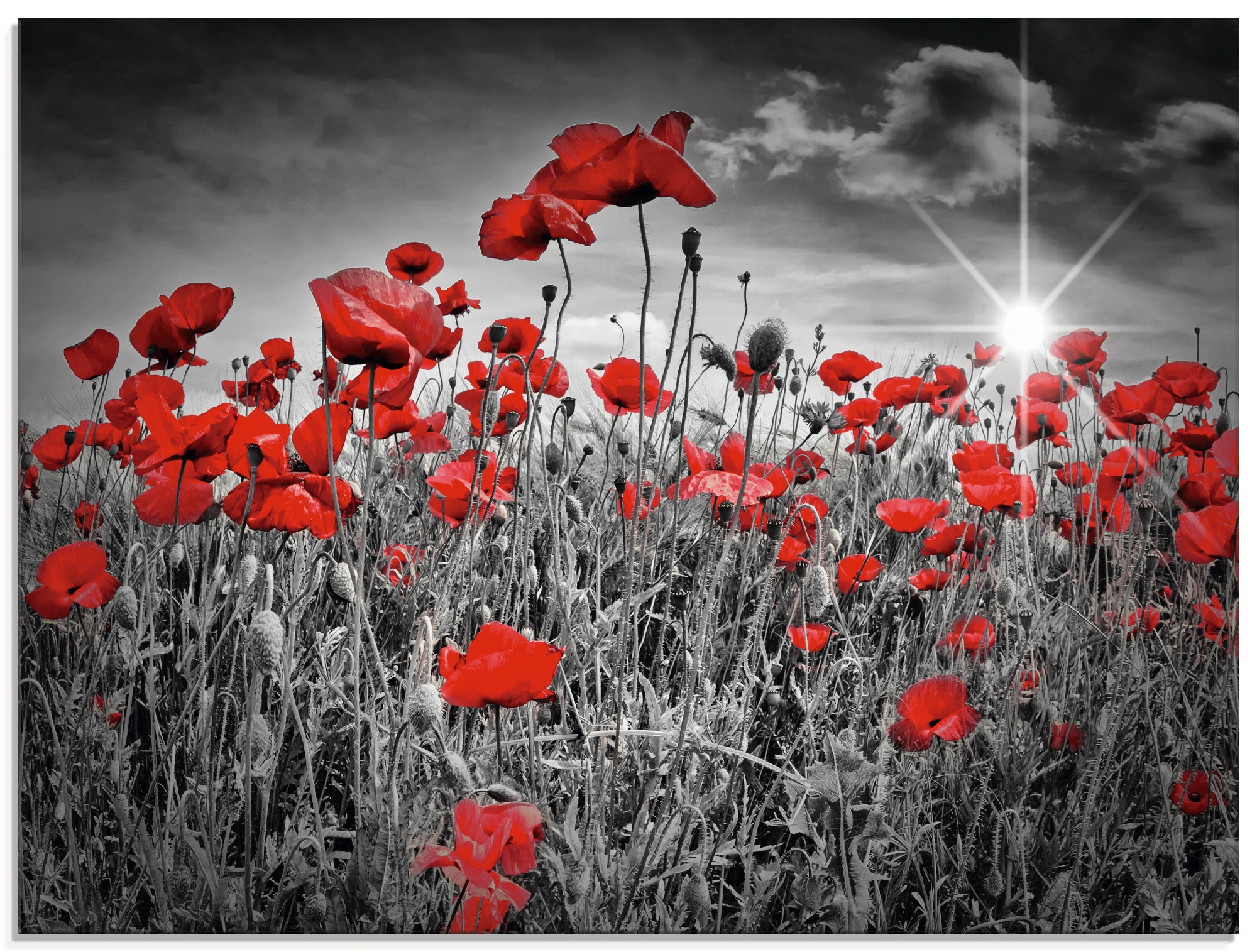 Image of Artland Glasbild »Idyllisches Mohnblumenfeld«, Blumen, (1 St.) bei Ackermann Versand Schweiz