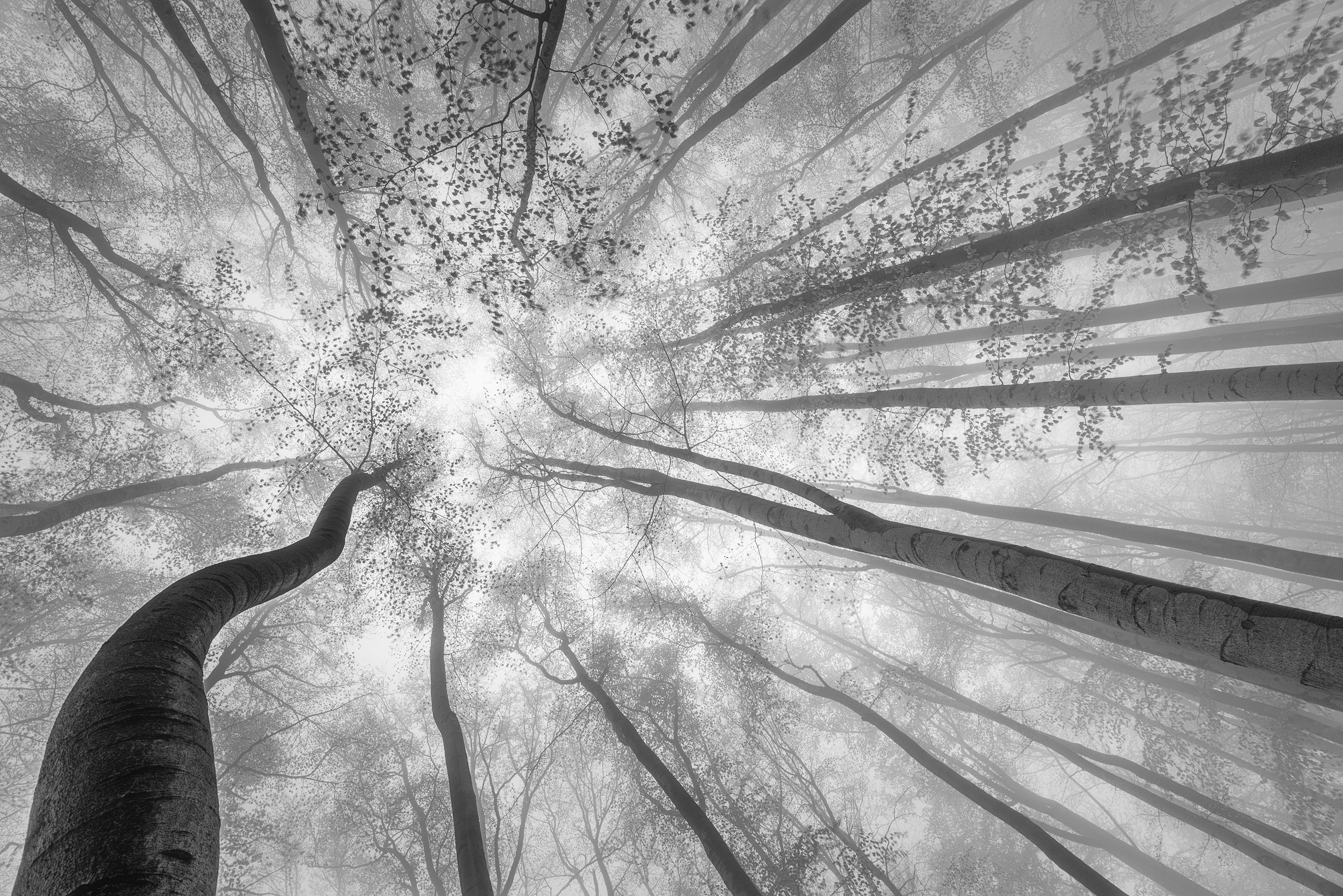 Image of Papermoon Fototapete »Photo-Art TOM PAVLASEK, FRÜHLINGSKRONE DER BÄUME«, Vliestapete, hochwertiger Digitaldruck, inklusive Kleister bei Ackermann Versand Schweiz