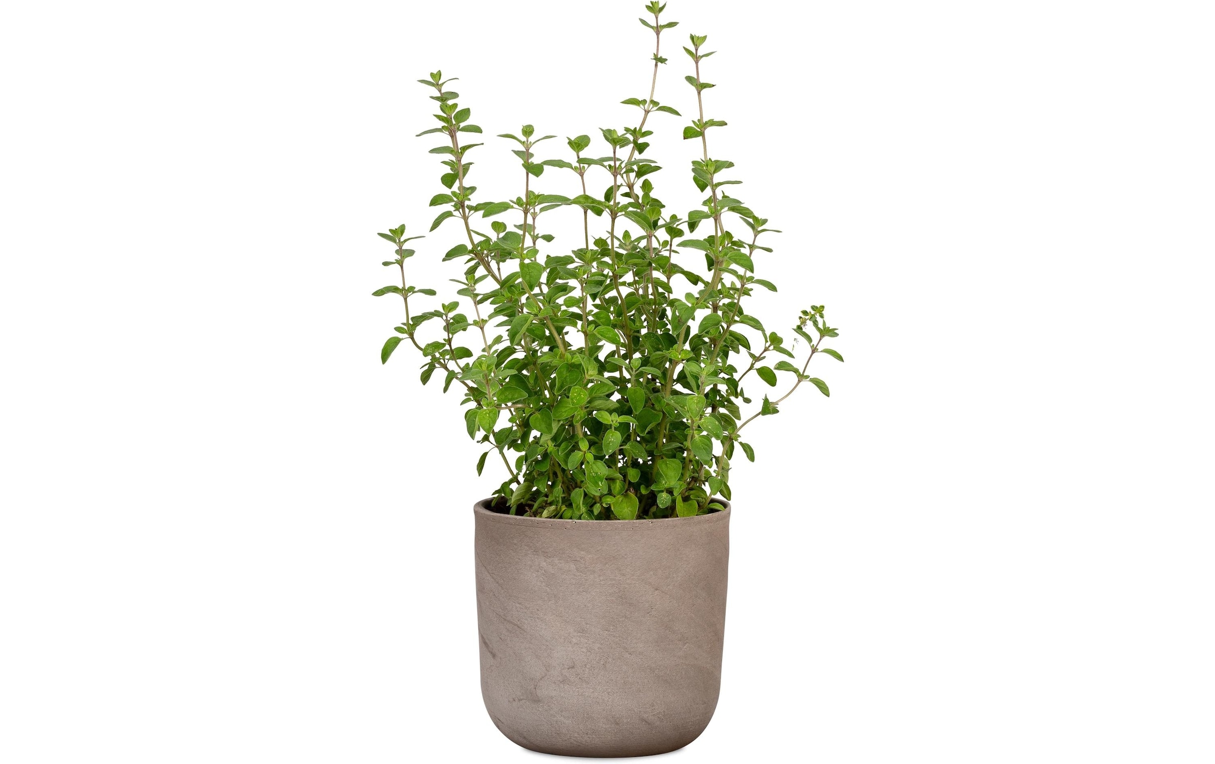 Scheurich Blumentopf »Travertino 981«