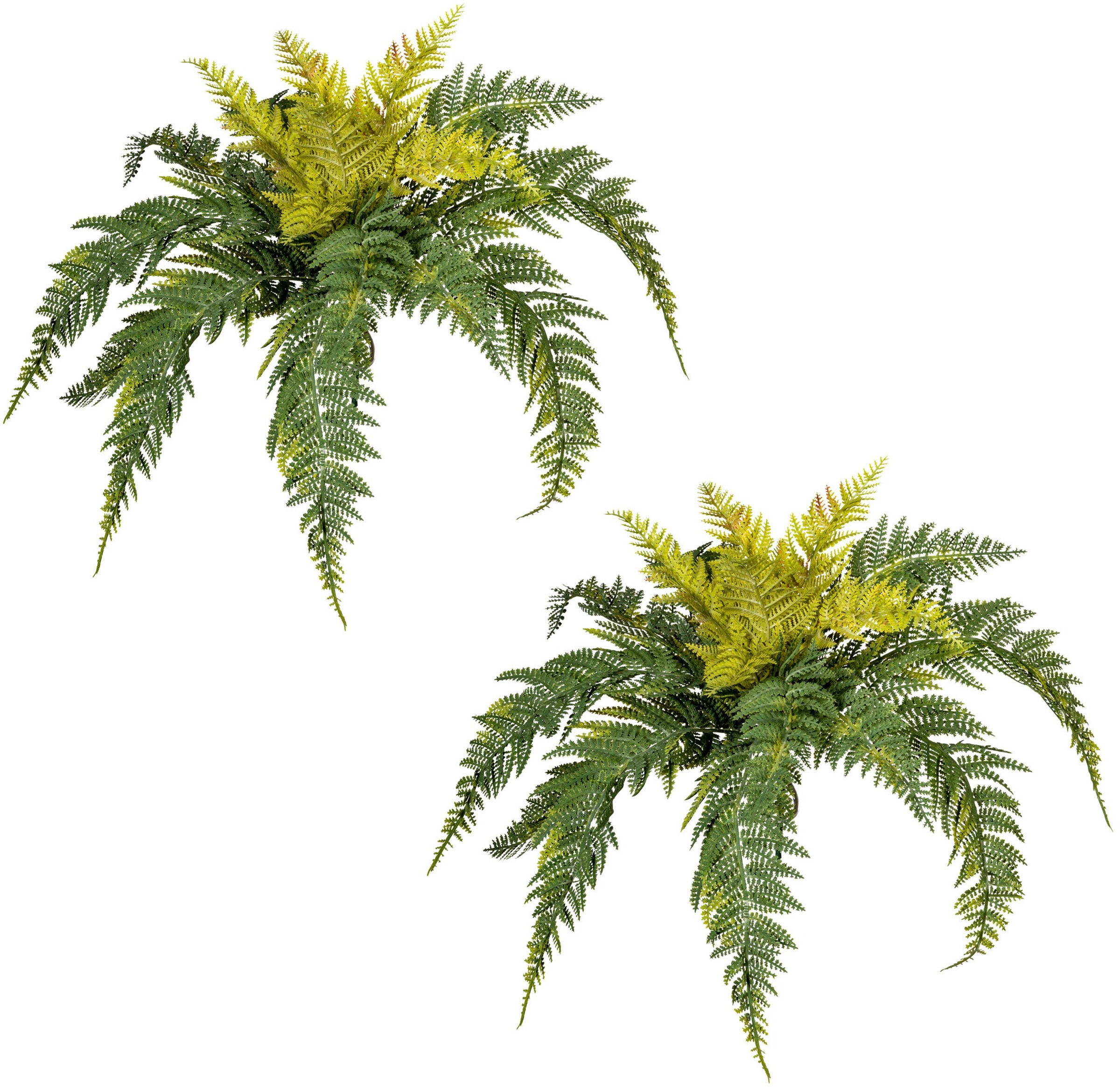 Image of Creativ green Künstliche Zimmerpflanze »Bostonfarn«, (2 St.), im 2er Set bei Ackermann Versand Schweiz