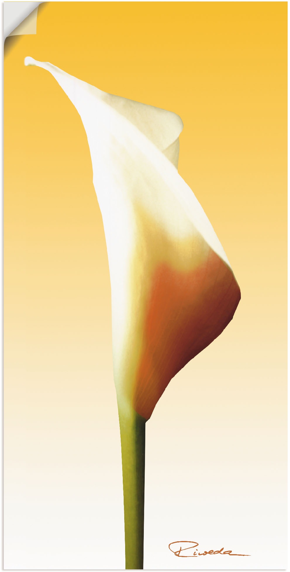 Image of Artland Wandbild »Sonnenschein Calla I«, Blumenbilder, (1 St.), in vielen Grössen & Produktarten - Alubild / Outdoorbild für den Aussenbereich, Leinwandbild, Poster, Wandaufkleber / Wandtattoo auch für Badezimmer geeignet bei Ackermann Versand Schweiz