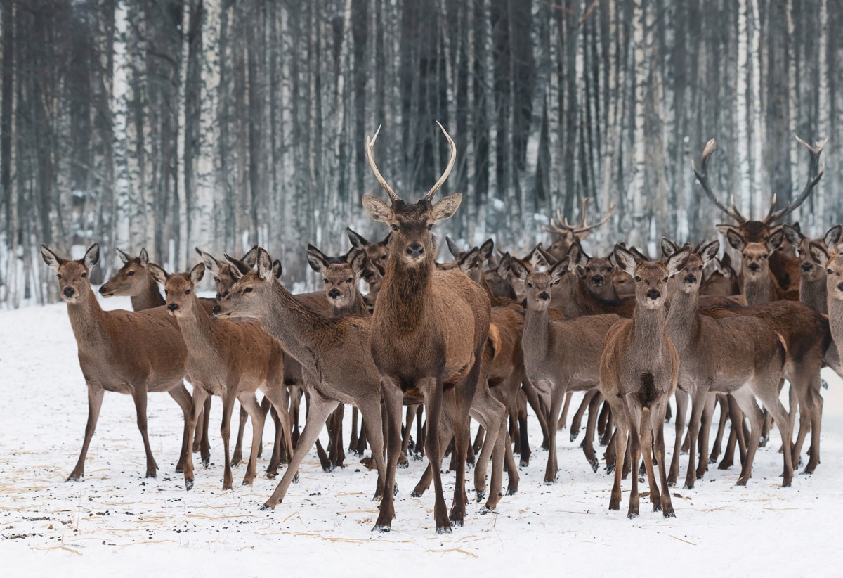 Fototapete »Hirsche im Schnee Wald«