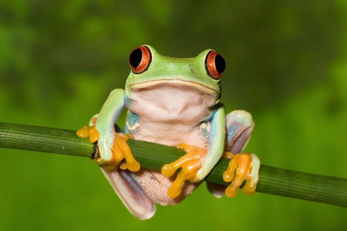 Image of Papermoon Fototapete "Frosch"