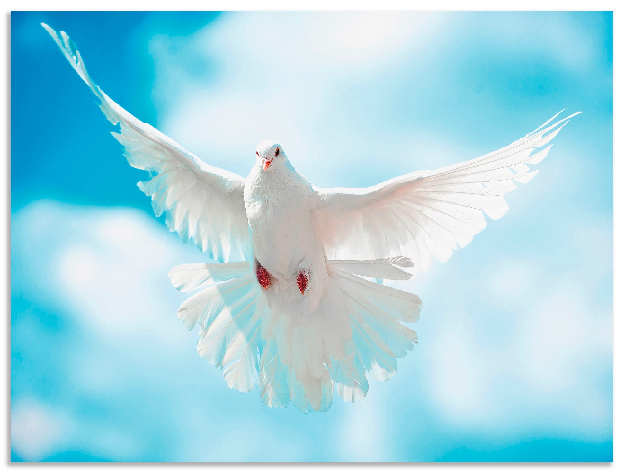 Image of Artland Wandbild »Taube mit ausgebreiteten Flügeln«, Vögel, (1 St.), in vielen Grössen & Produktarten - Alubild / Outdoorbild für den Aussenbereich, Leinwandbild, Poster, Wandaufkleber / Wandtattoo auch für Badezimmer geeignet bei Ackermann Versand Schwei
