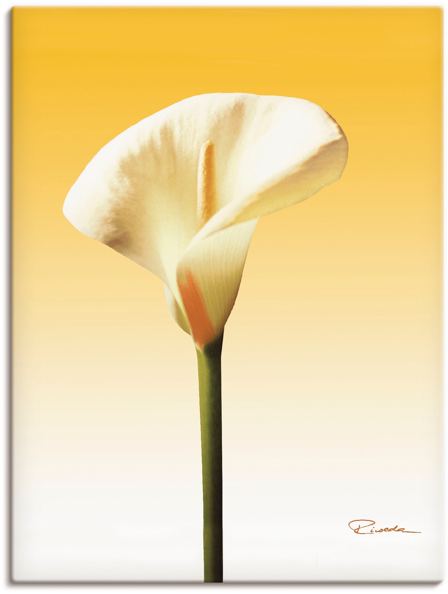 Image of Artland Wandbild »Sonnenschein Calla II«, Blumenbilder, (1 St.), in vielen Grössen & Produktarten - Alubild / Outdoorbild für den Aussenbereich, Leinwandbild, Poster, Wandaufkleber / Wandtattoo auch für Badezimmer geeignet bei Ackermann Versand Schweiz