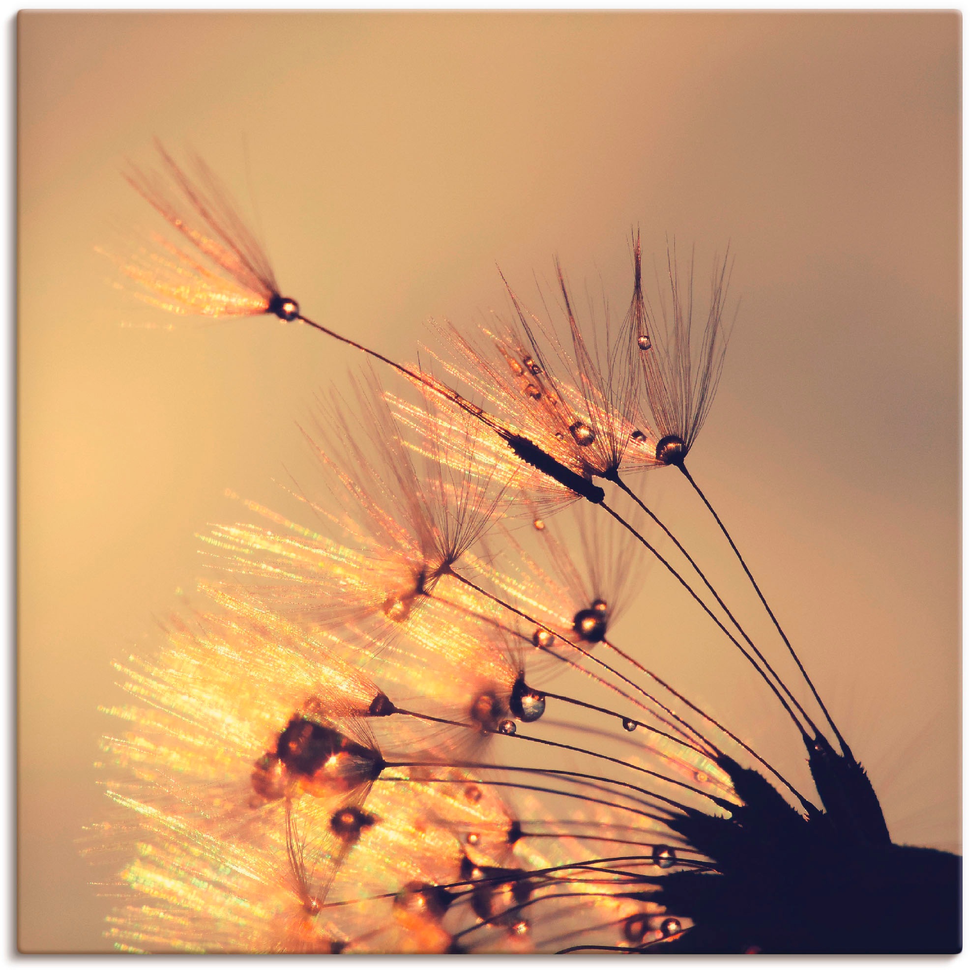 Image of Artland Wandbild »Pusteblume Goldene Schirmchen«, Blumen, (1 St.), in vielen Grössen & Produktarten - Alubild / Outdoorbild für den Aussenbereich, Leinwandbild, Poster, Wandaufkleber / Wandtattoo auch für Badezimmer geeignet bei Ackermann Versand Schweiz