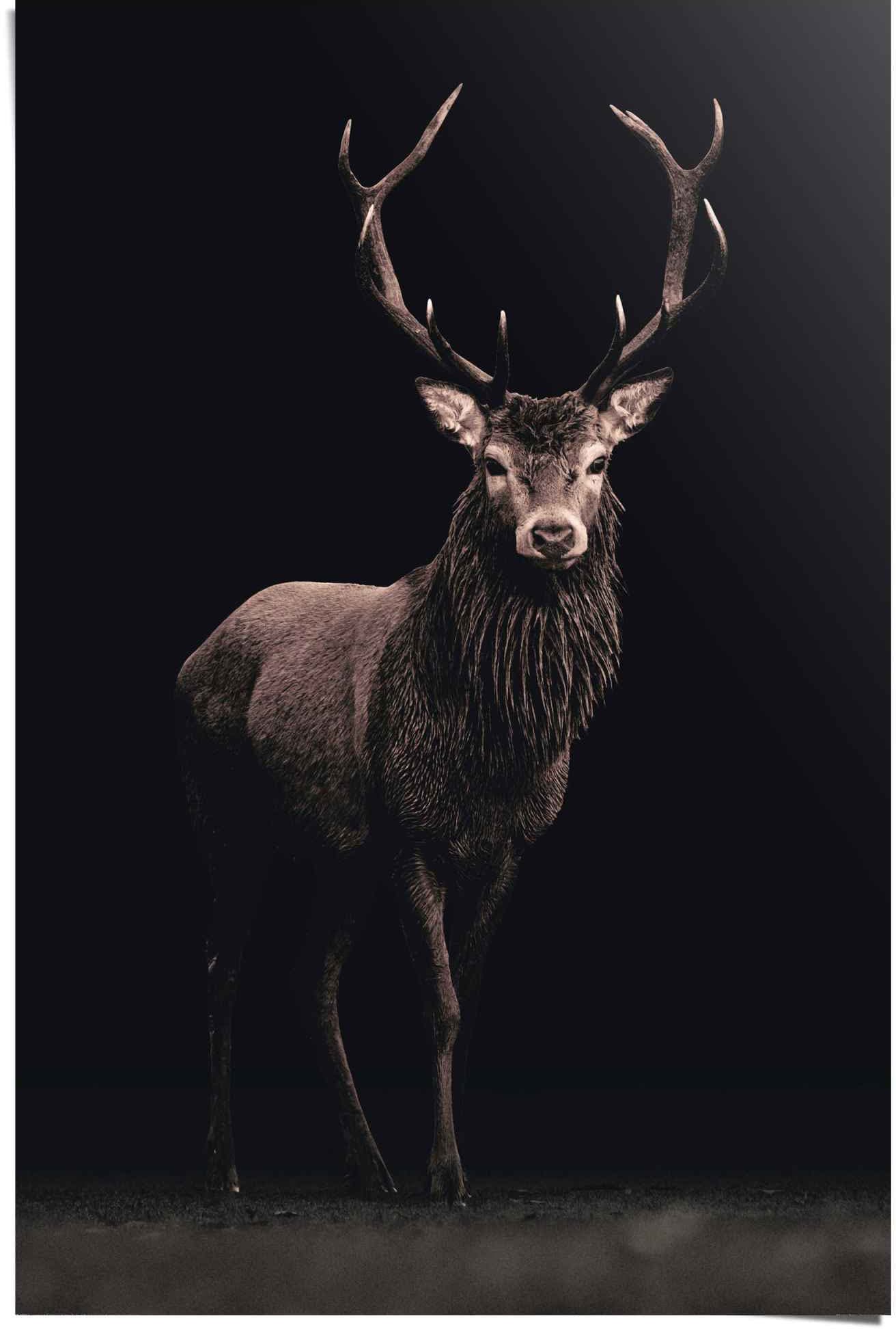Image of Reinders Poster "Poster Hirsch" Hirsche 1 Stk. tlg.