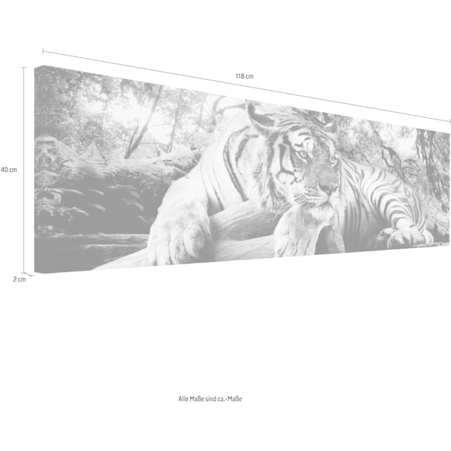 Reinders! Wandbild »Tigerblick Wandbild Tiger - Raubtier - Wandbild  Wohnzimmer - Wandbild« jetzt kaufen