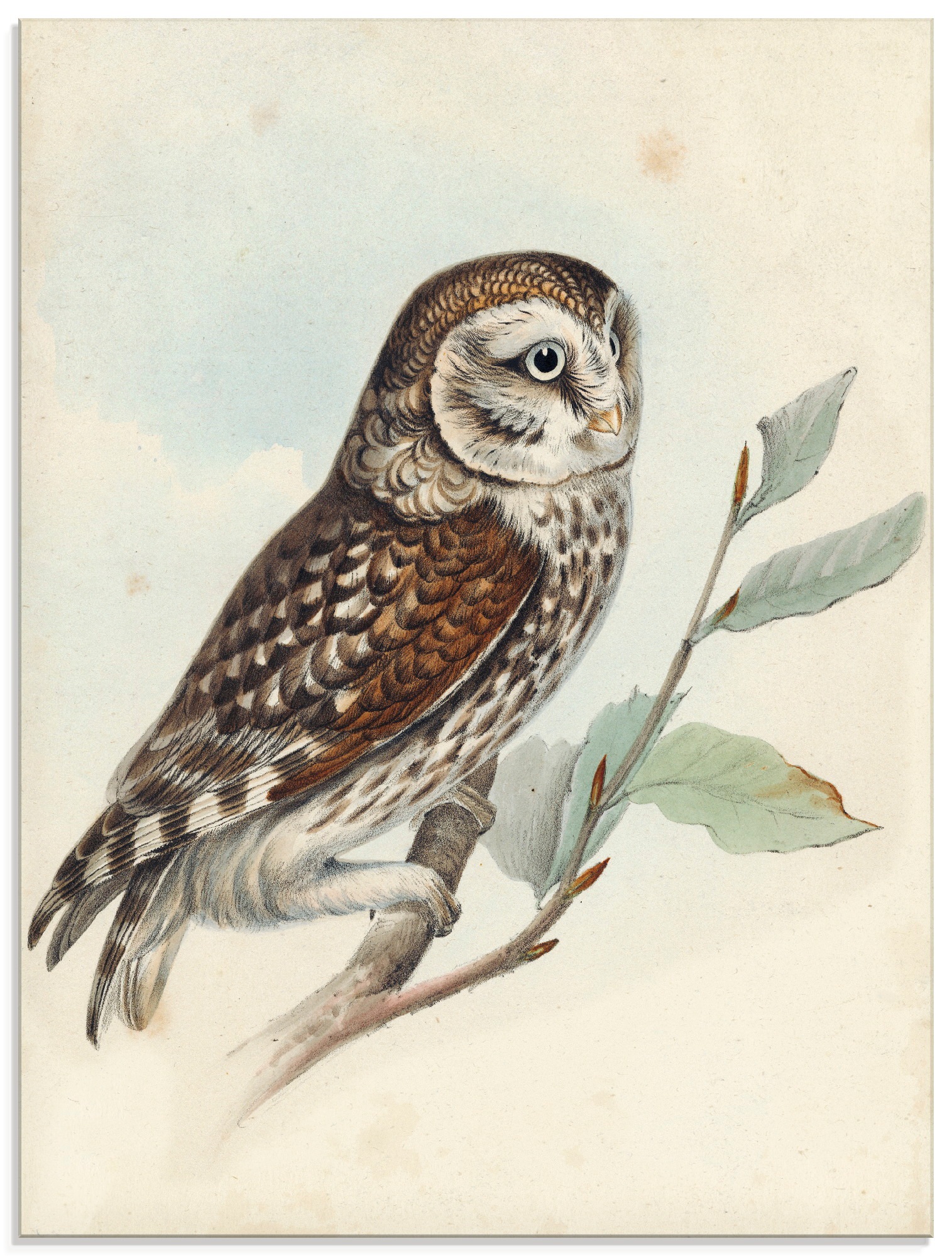 Image of Artland Glasbild »Kleine Eule«, Vögel, (1 St.) bei Ackermann Versand Schweiz