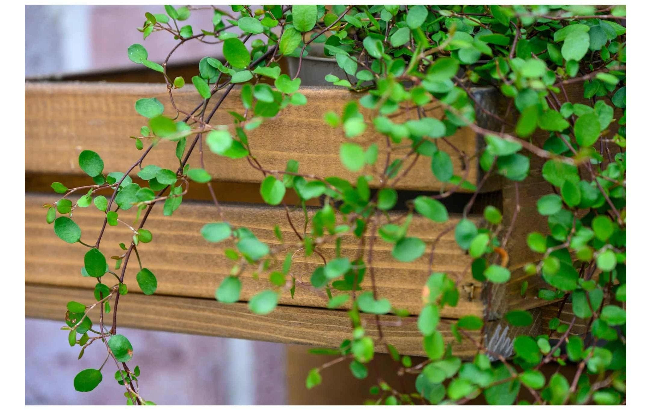 dobar Hochbeet »3-stufige Blumenleiter für die Wandmontage«