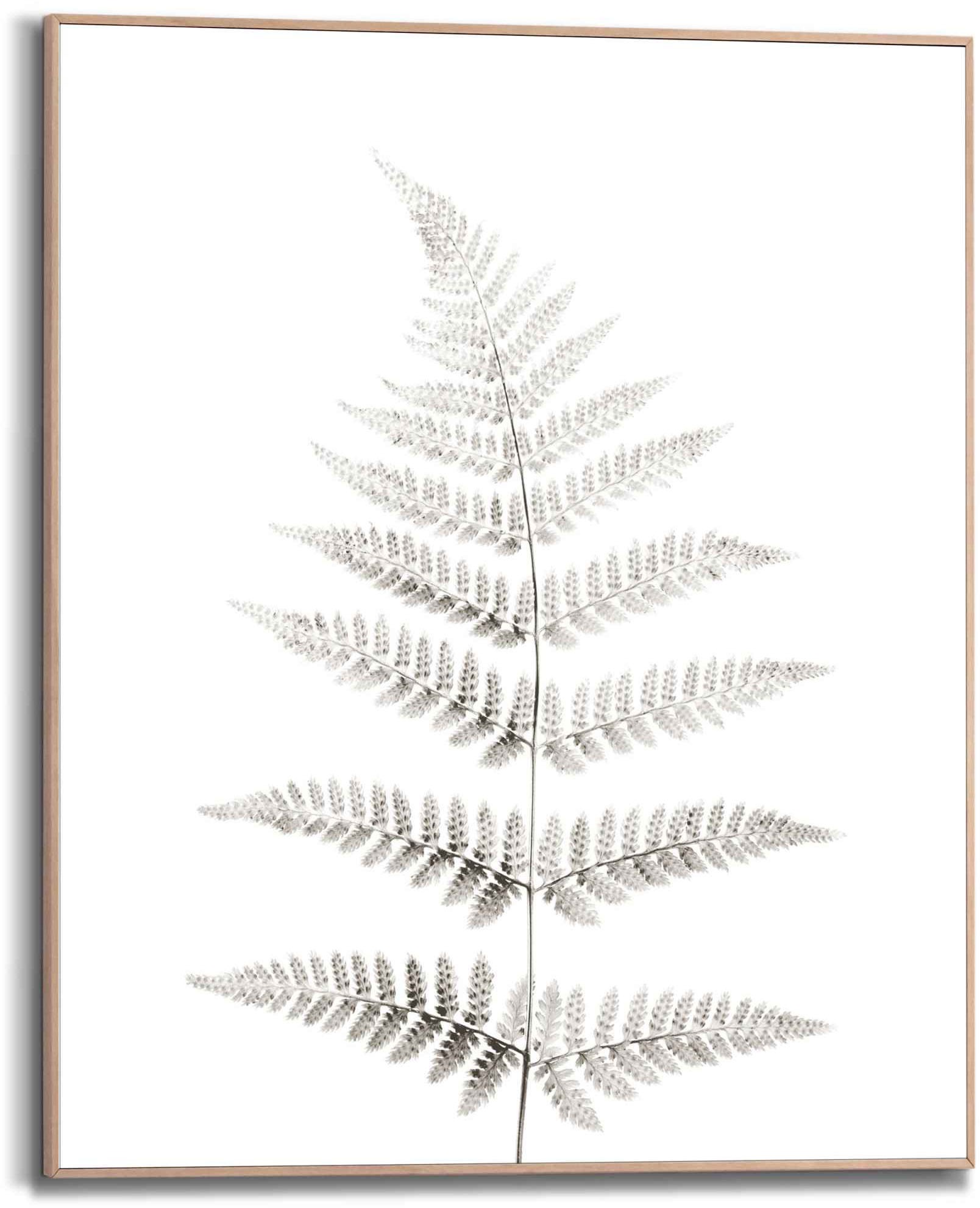 Image of Reinders Bild "Farn Pflanz - Natur - Botanisch" 1 Stk. tlg.