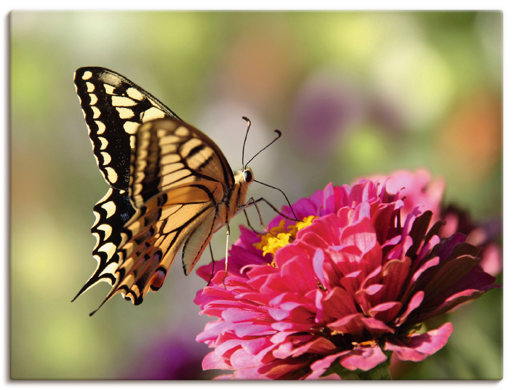 versch. Artland Wandbild St.), in als Wandaufkleber (1 Leinwandbild, Grössen Poster oder »Schmetterling«, kaufen Alubild, Insekten,