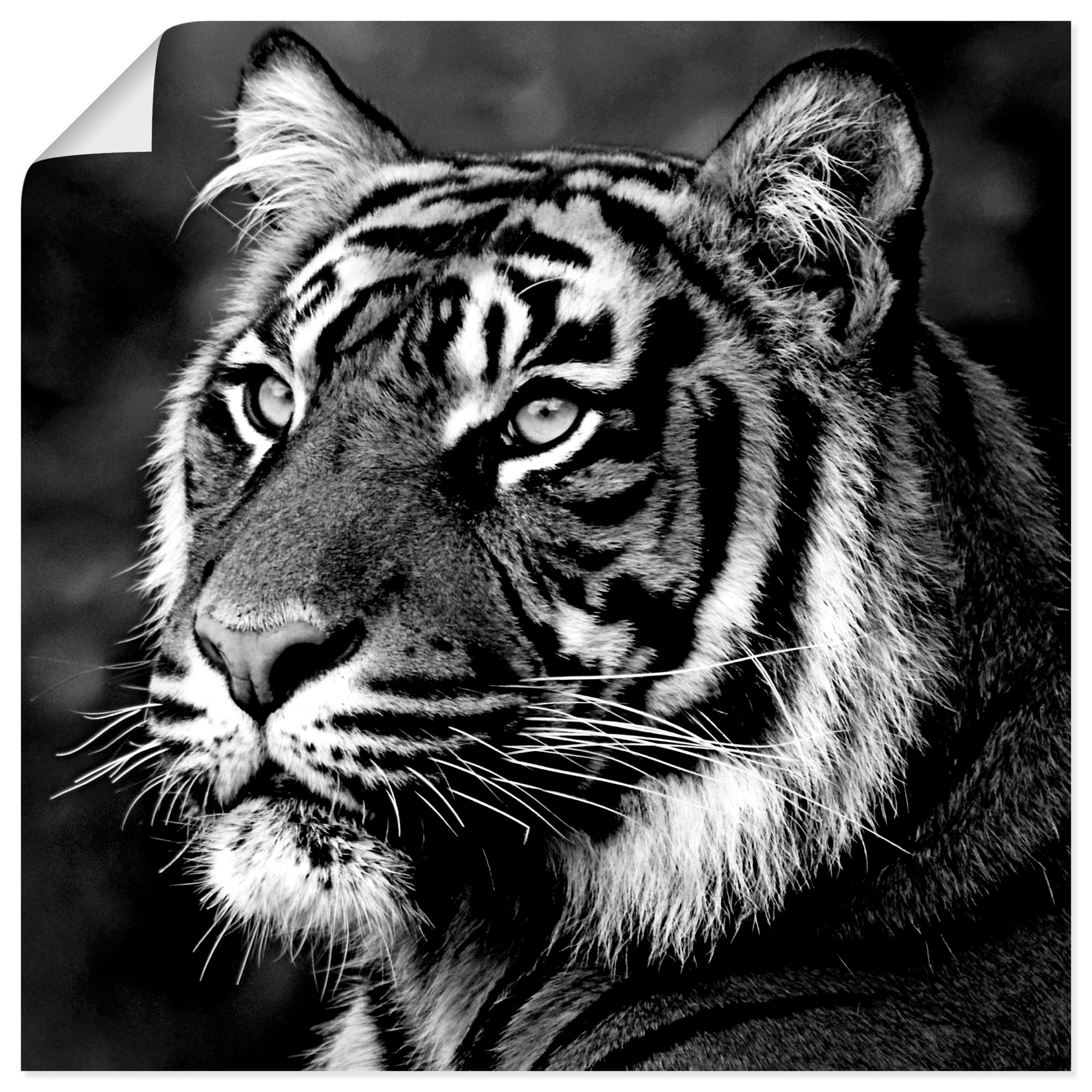Artland Wandbild »Tiger«, Wildtiere, (1 St.), als Leinwandbild, Poster, Wandaufkleber in verschied. Grössen