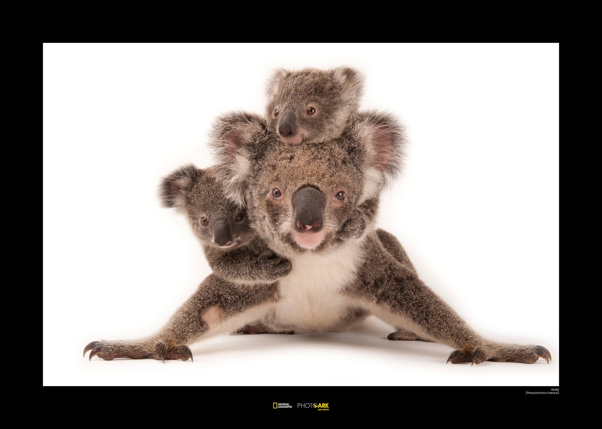 Image of Komar Poster »Koala«, Tiere, Höhe: 40cm bei Ackermann Versand Schweiz