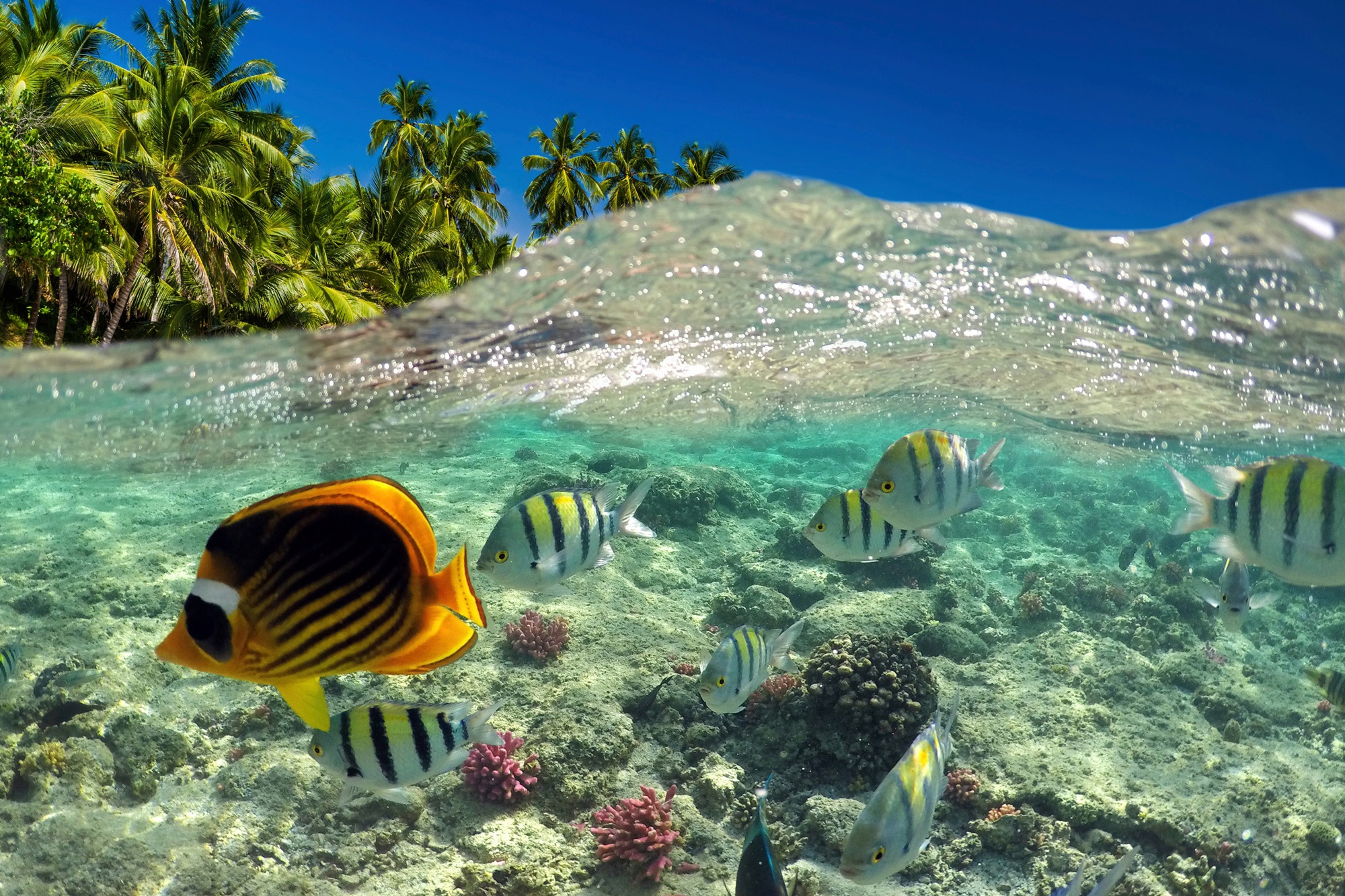 Papermoon Fototapete »UNTERWASSER-WELT-FISCHE KORALLE SEE MEER PALMEN DÜNEN«