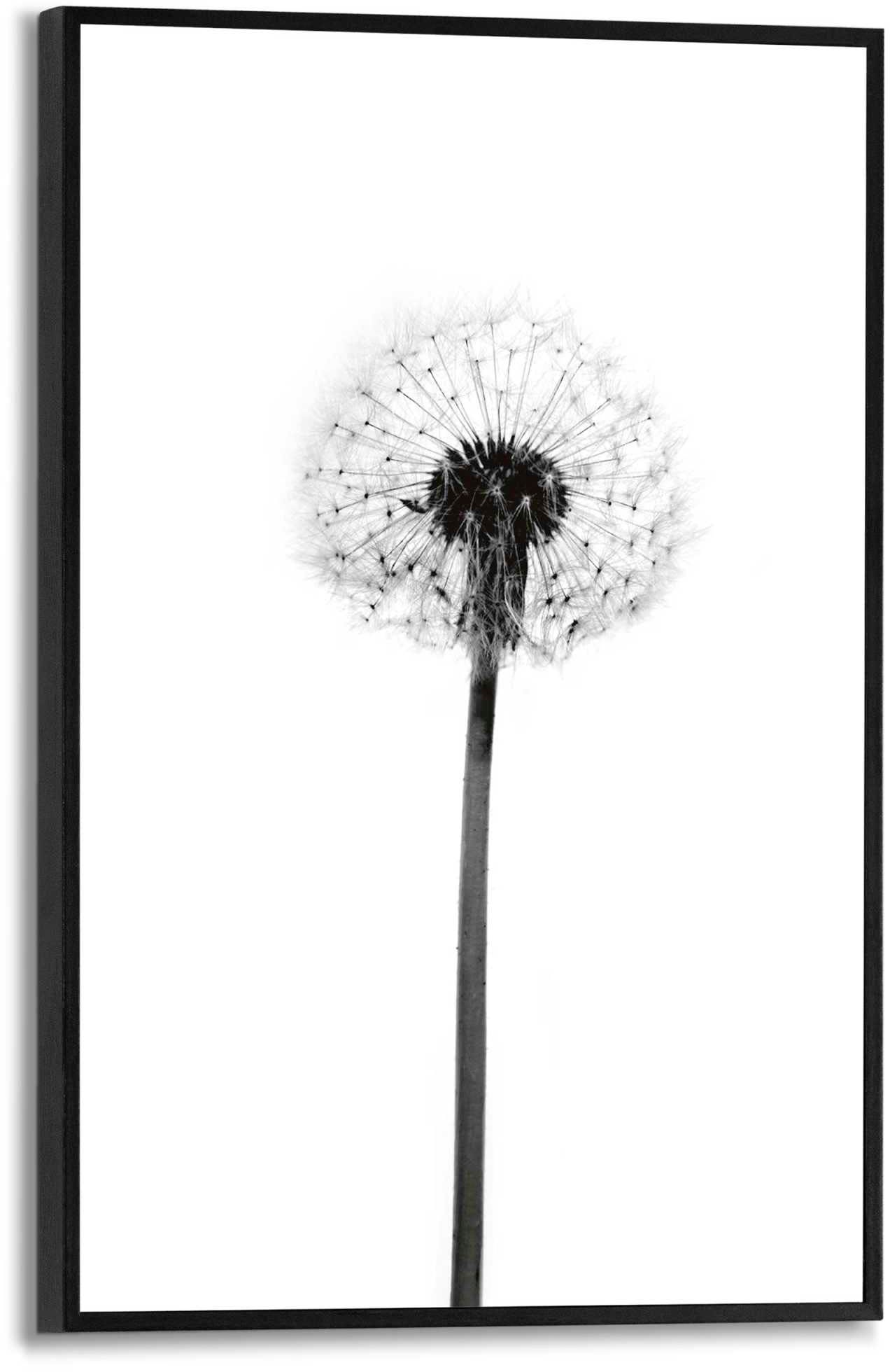 Image of Reinders Poster "Pusteblume"