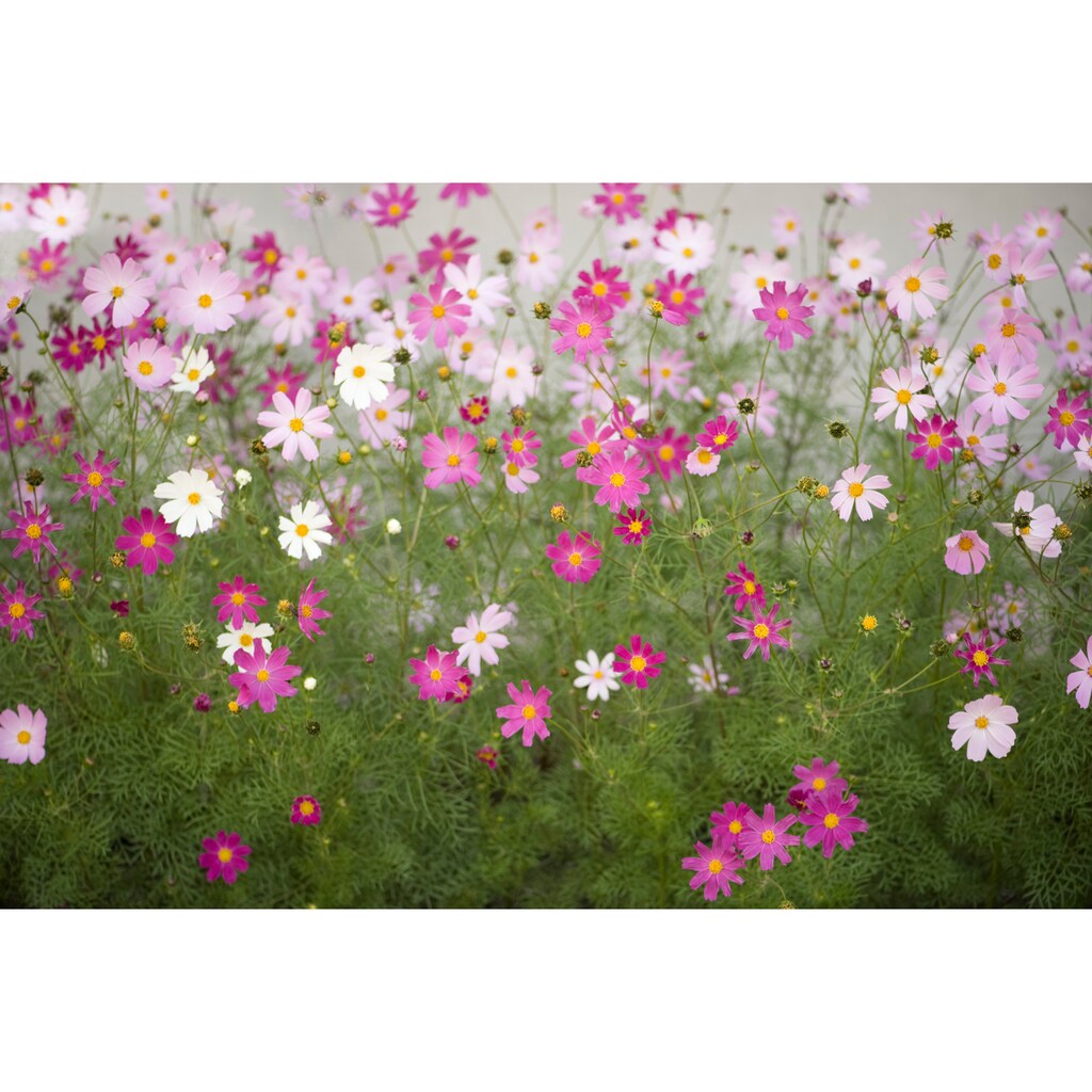 Papermoon Fototapete »Cosmos Flowers«