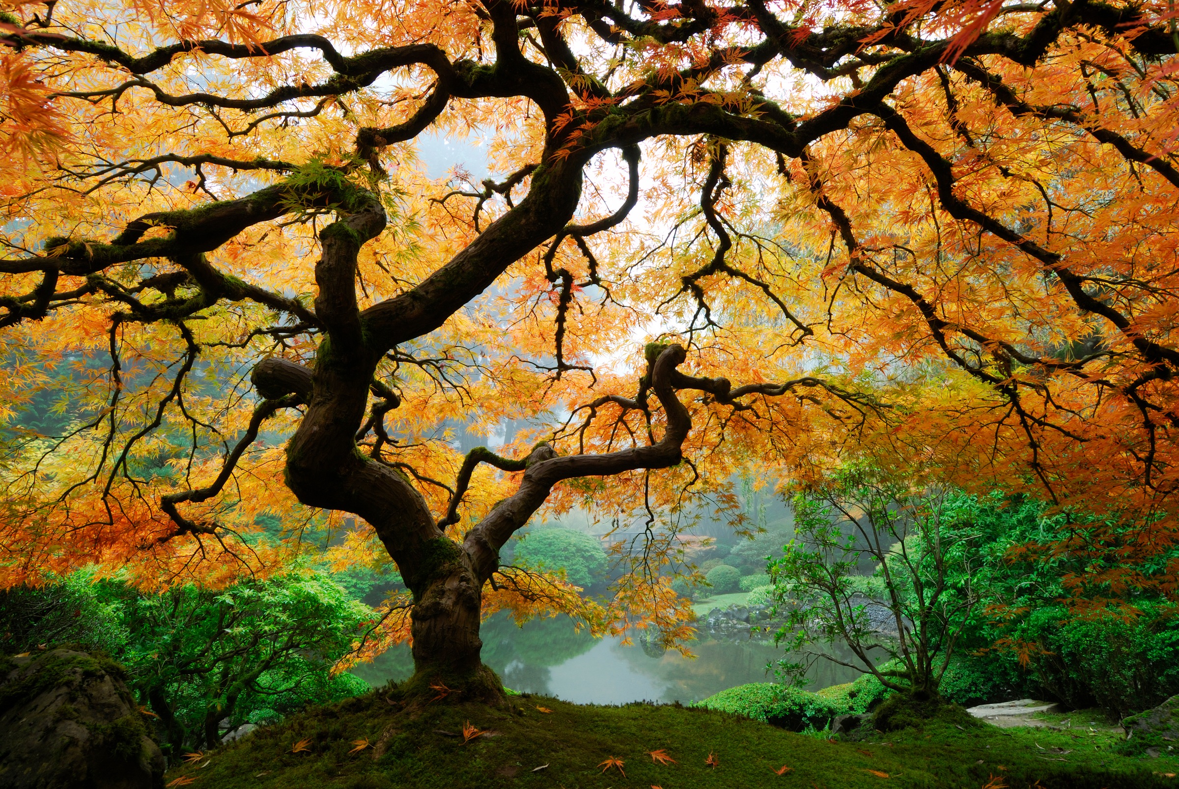 Image of Papermoon Fototapete "Autumn Maple Tree" glatt