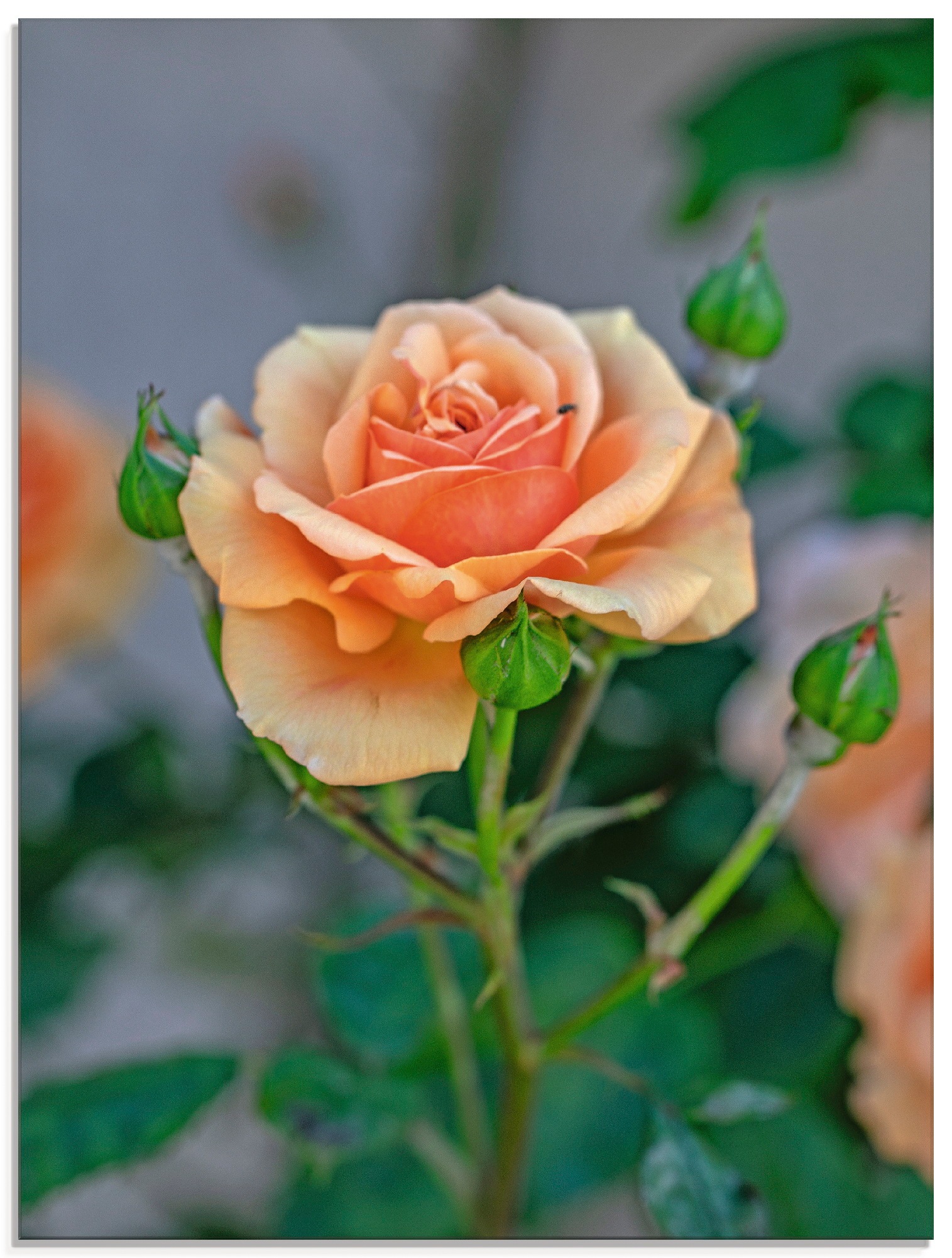 Image of Artland Glasbild »Orange Rose«, Blumen, (1 St.) bei Ackermann Versand Schweiz