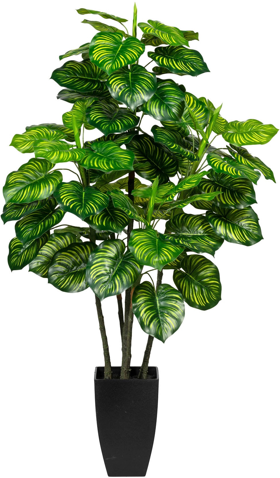 Creativ green Künstliche bequem kaufen »Maranta« Zimmerpflanze