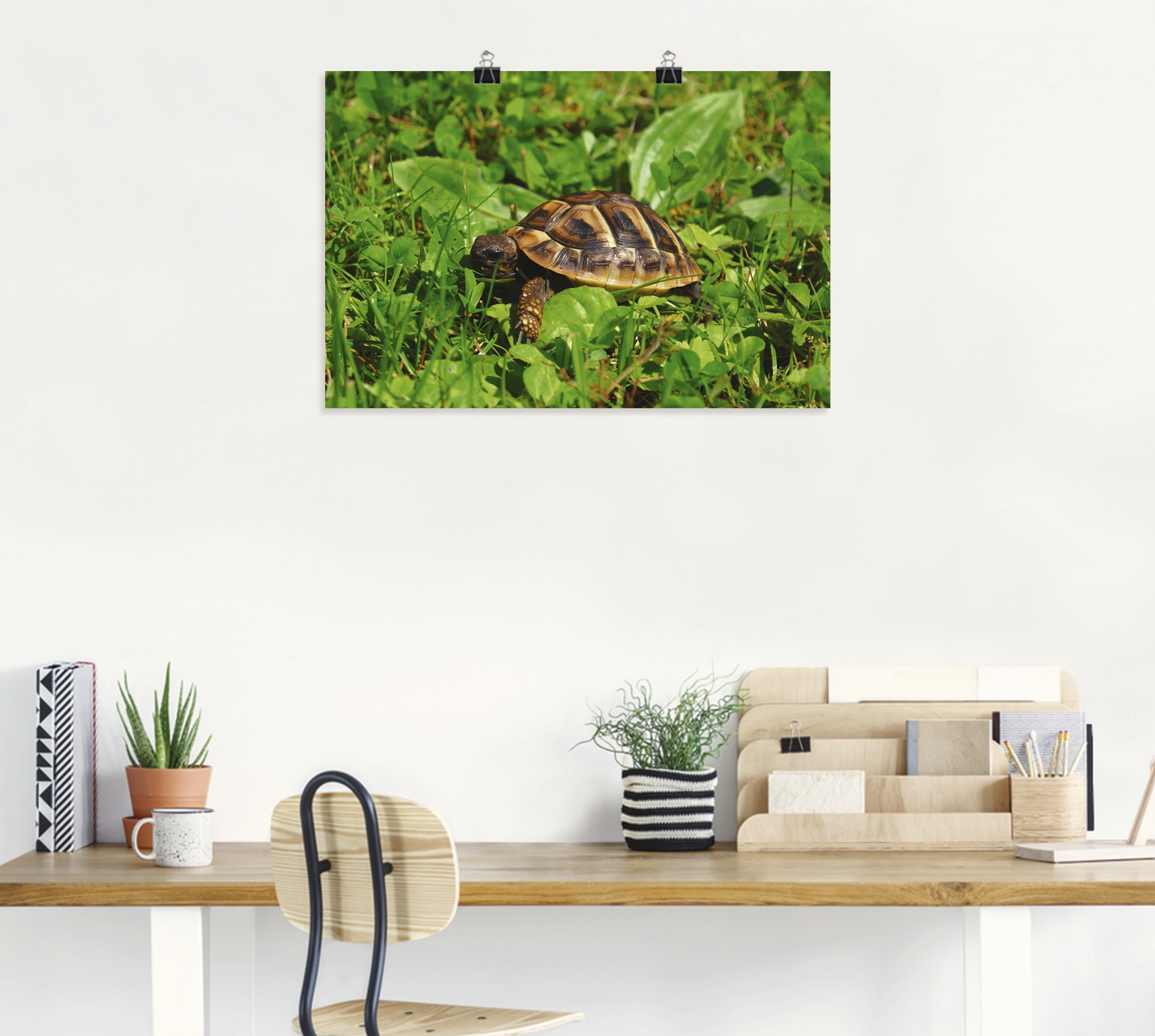 Artland Poster »Griechische Landschildkröten Baby«, Reptilien, (1 St.), als Alubild, Leinwandbild, Wandaufkleber oder Poster in versch. Grössen