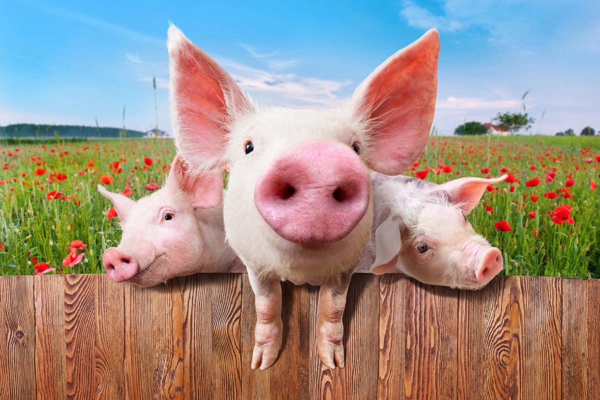 Image of Papermoon Fototapete »Schweine in Blumenwiese«, Vliestapete, hochwertiger Digitaldruck, inklusive Kleister bei Ackermann Versand Schweiz