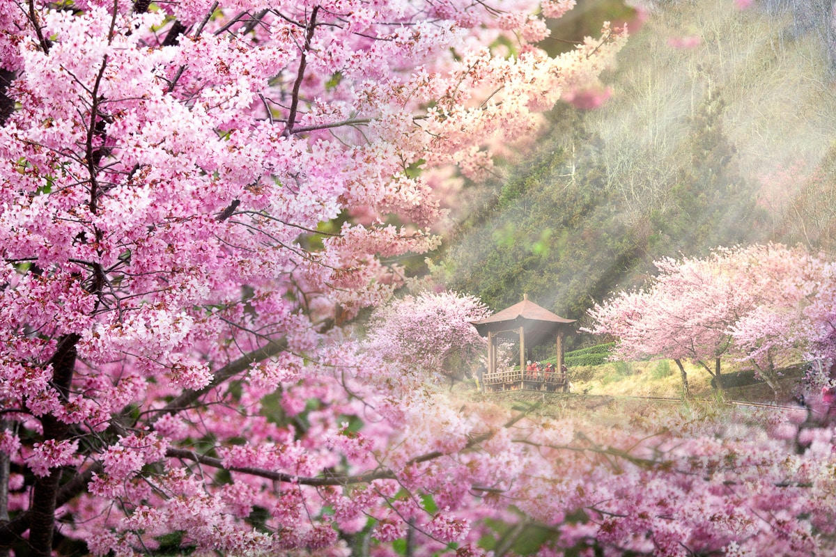 Papermoon Fototapete »Kirschblüten Bäume«