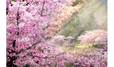 Fototapete »Kirschblüten Bäume«